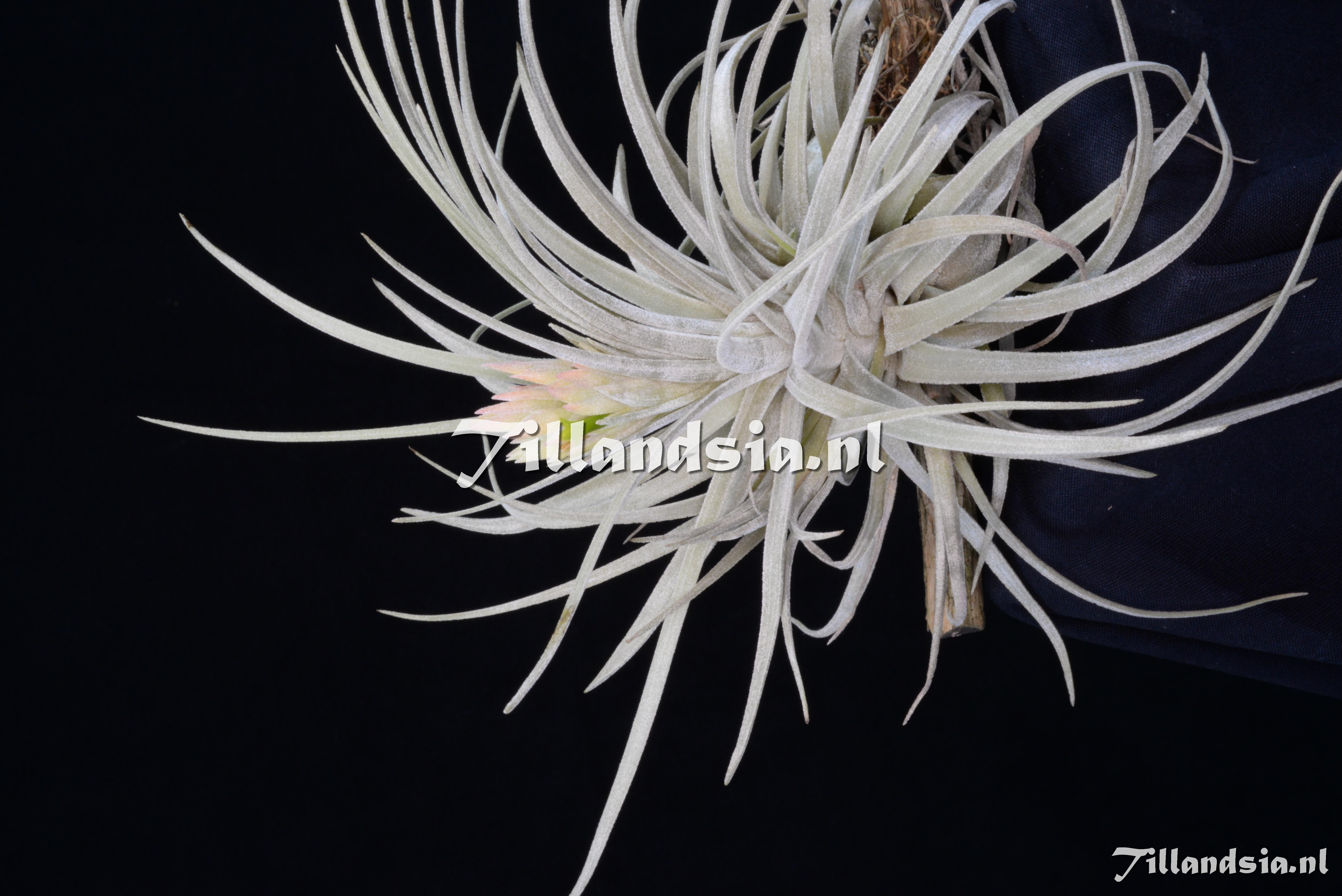 2638 Tillandsia mauriana