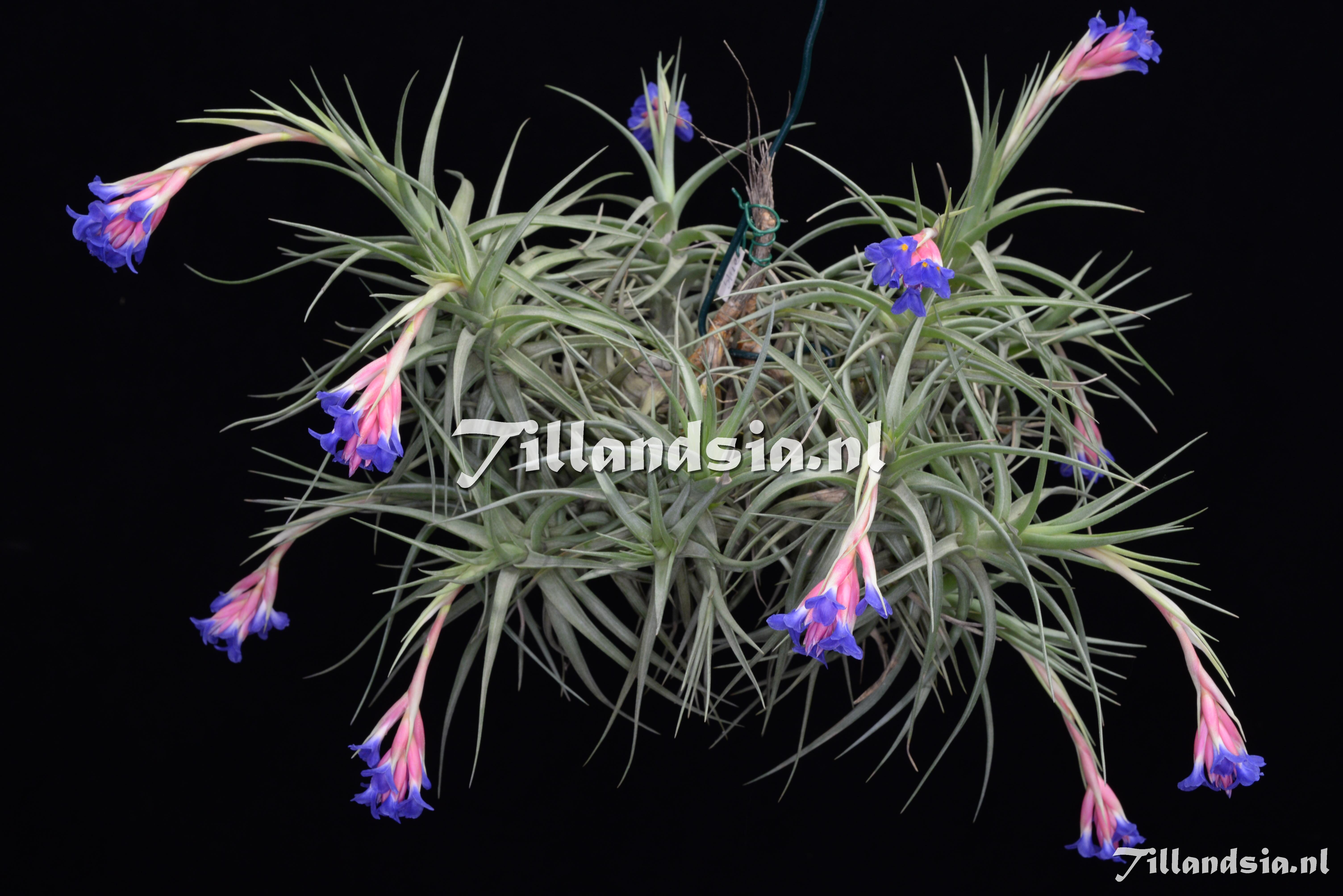 Tillandsia.NL