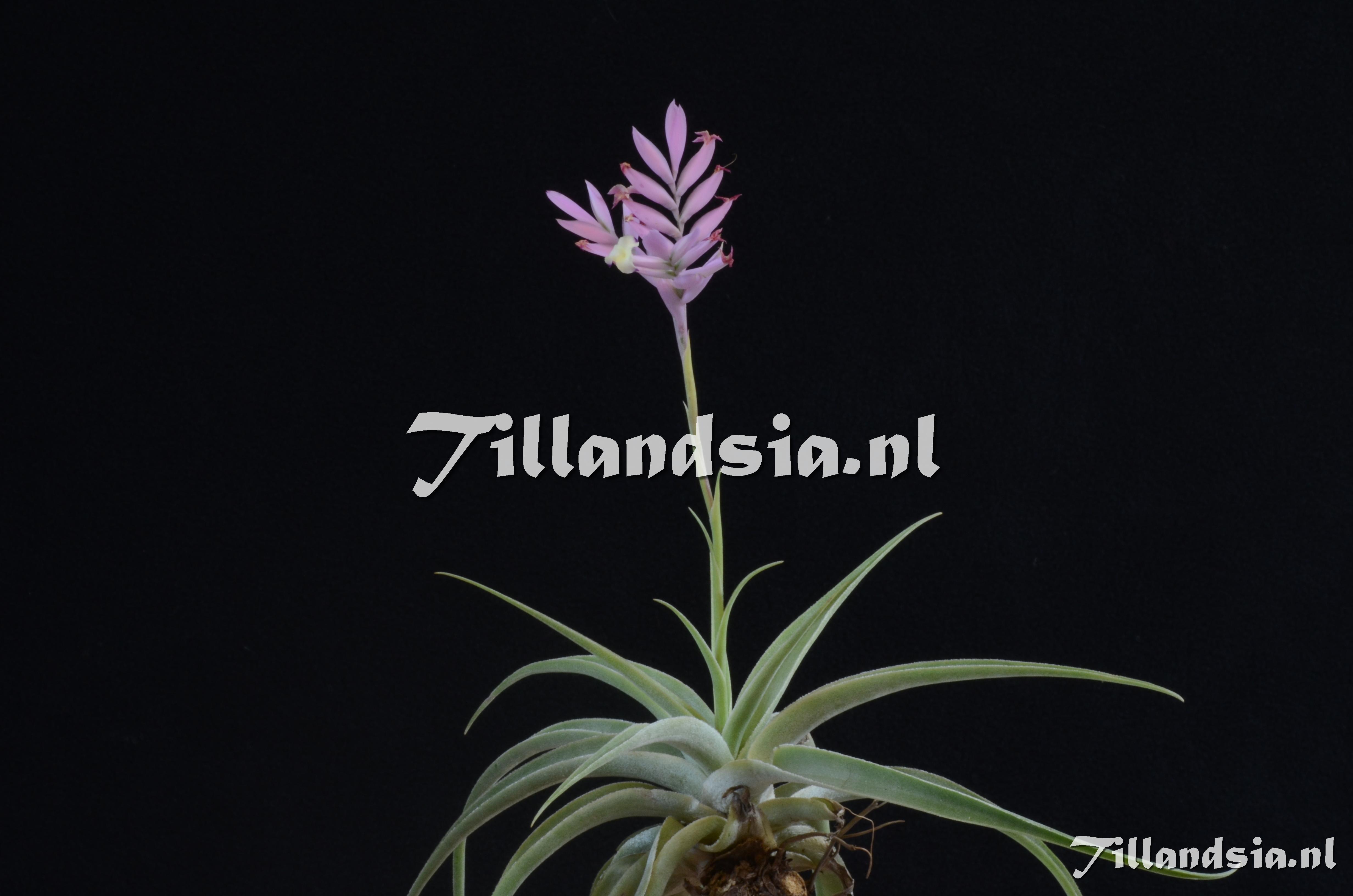 Tillandsia.NL