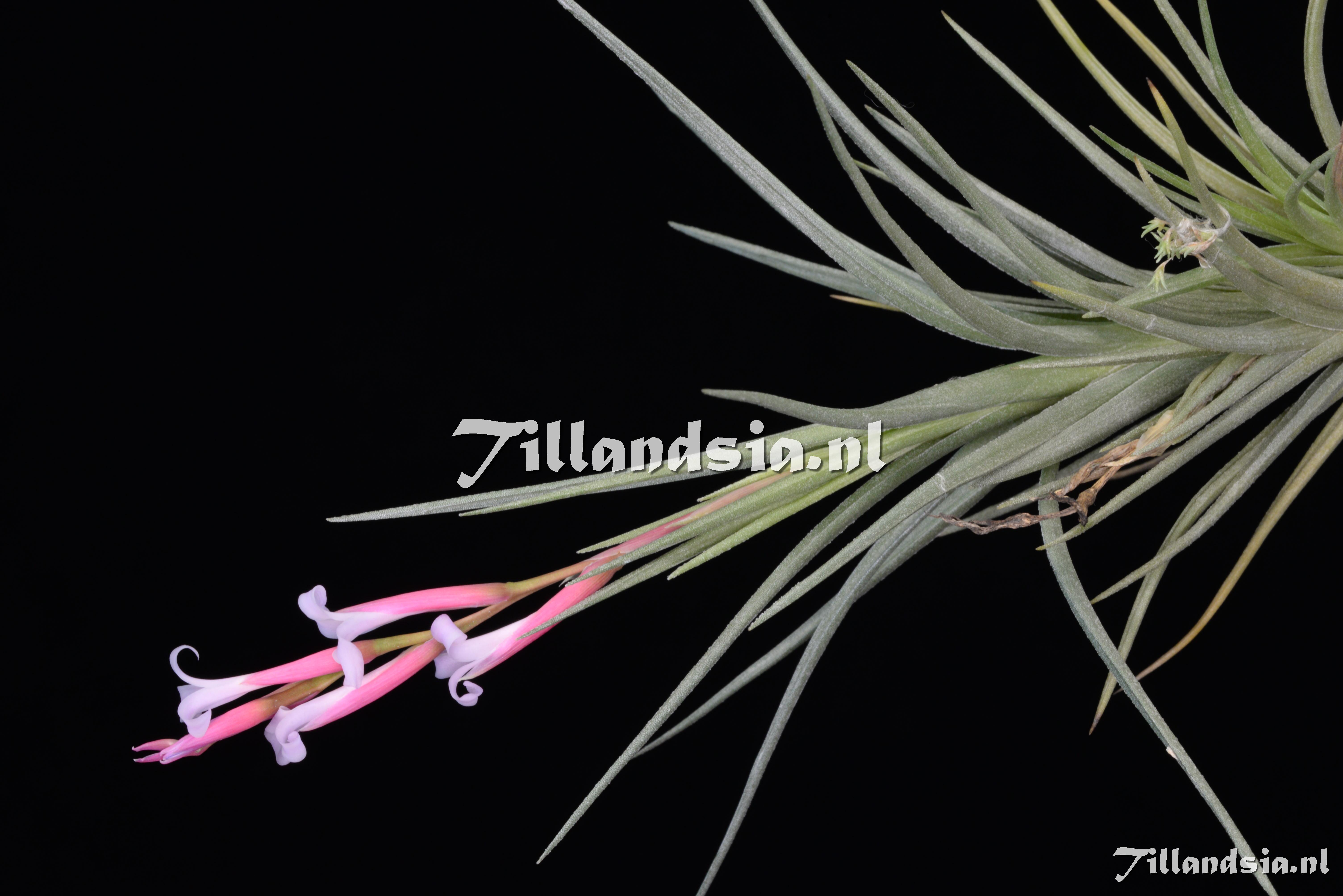 2701 Tillandsia walter-richteri