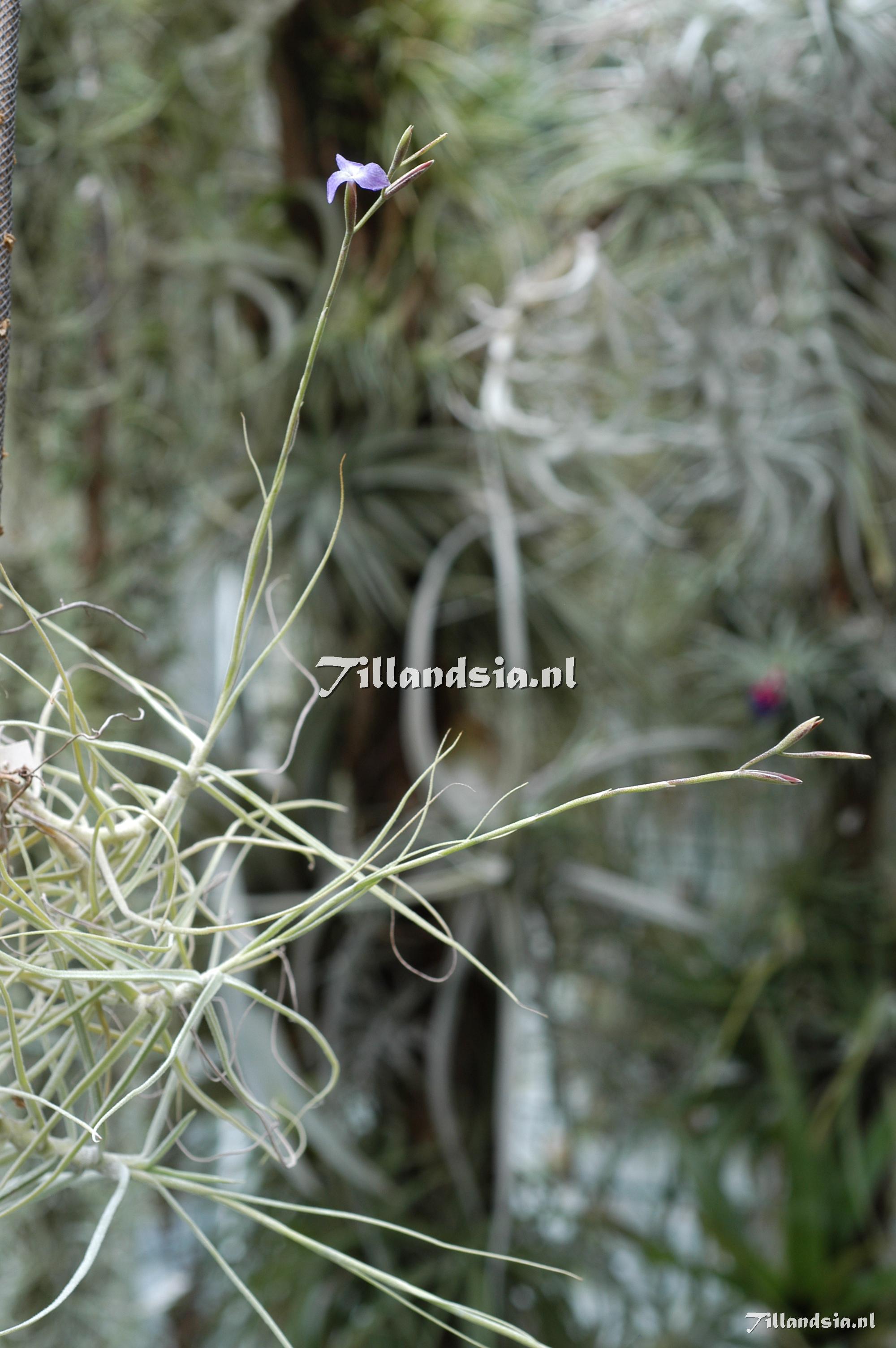 274 Tillandsia caerulea