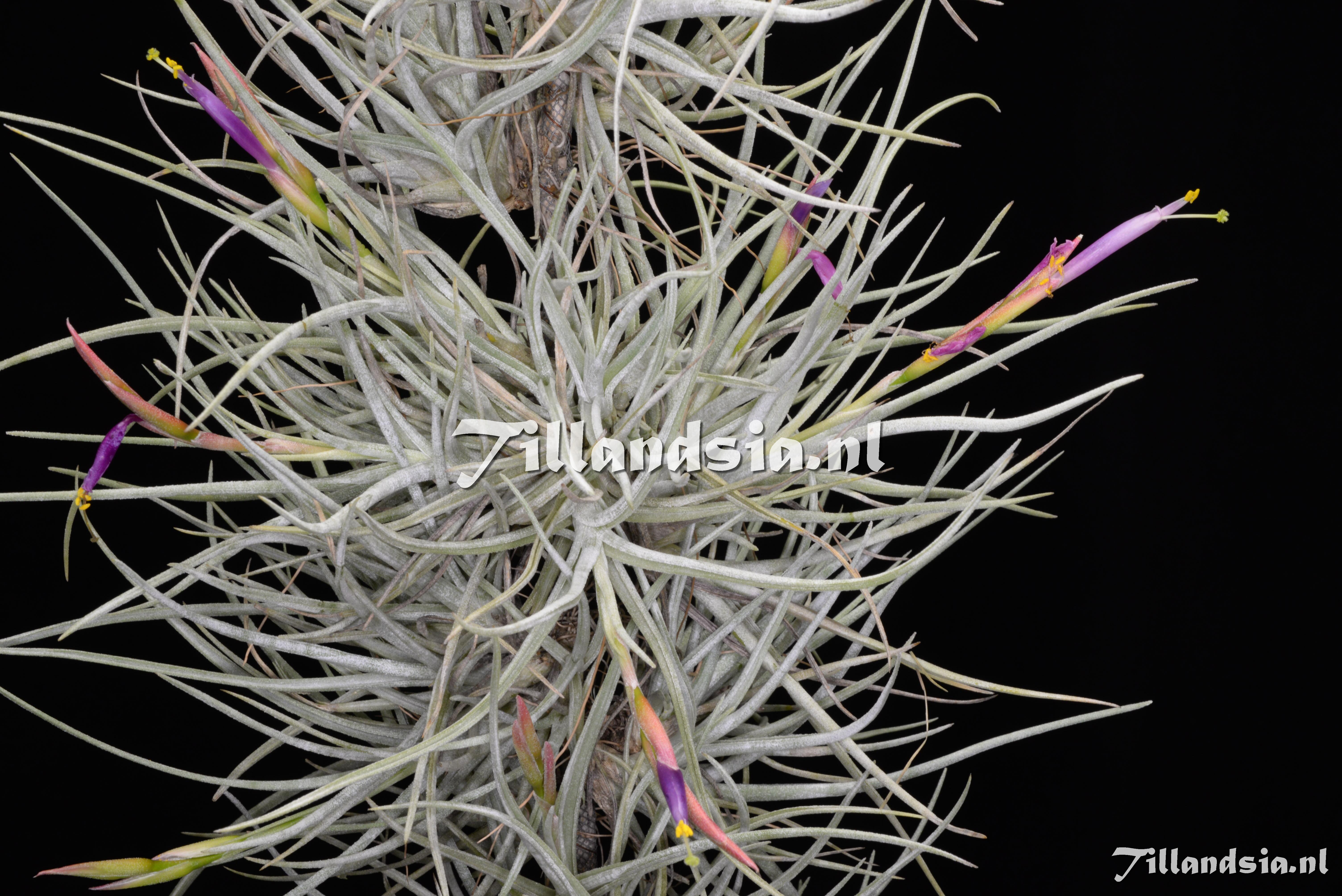 Tillandsia fresnilloensis