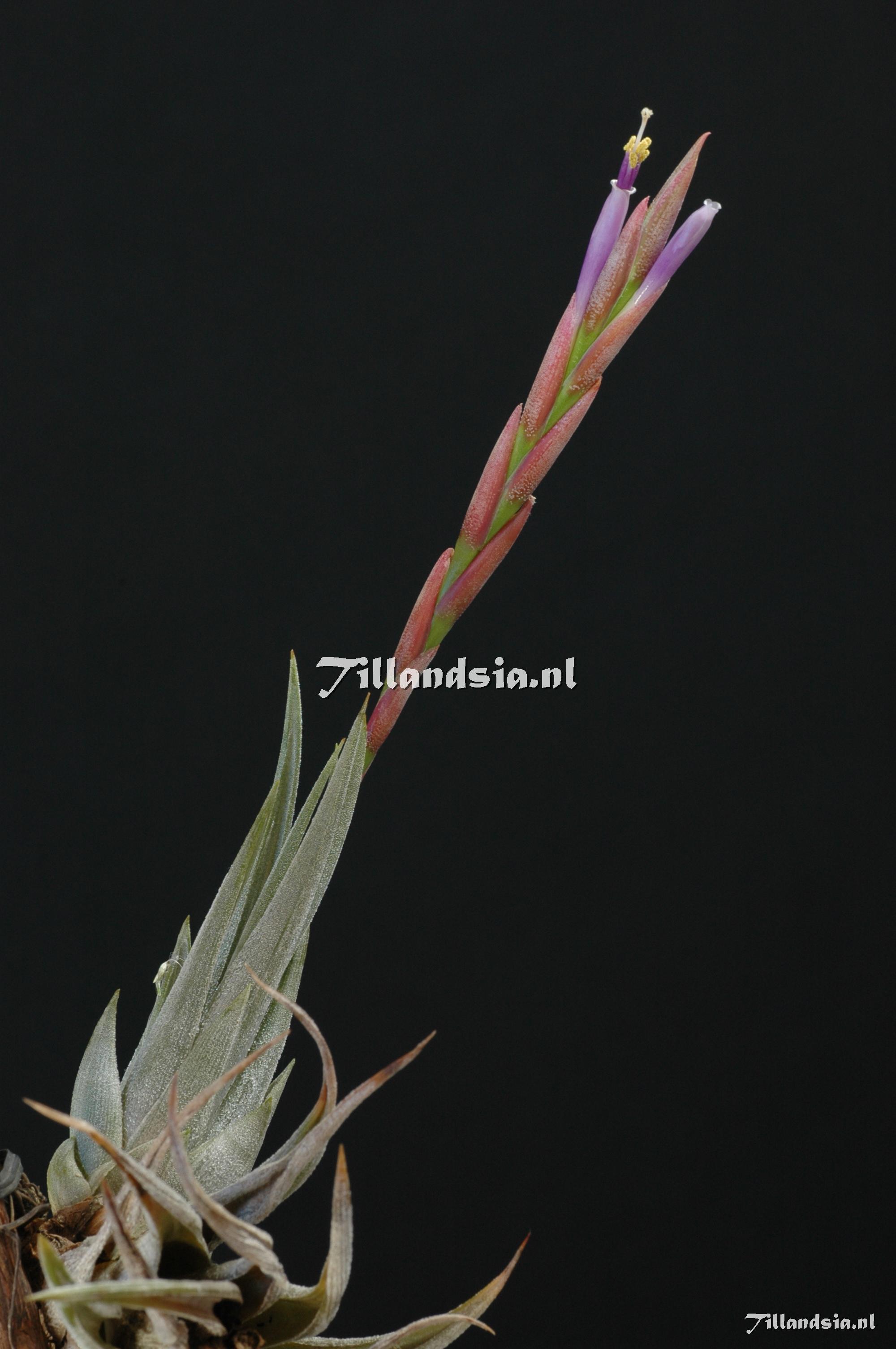 279 Tillandsia weberi