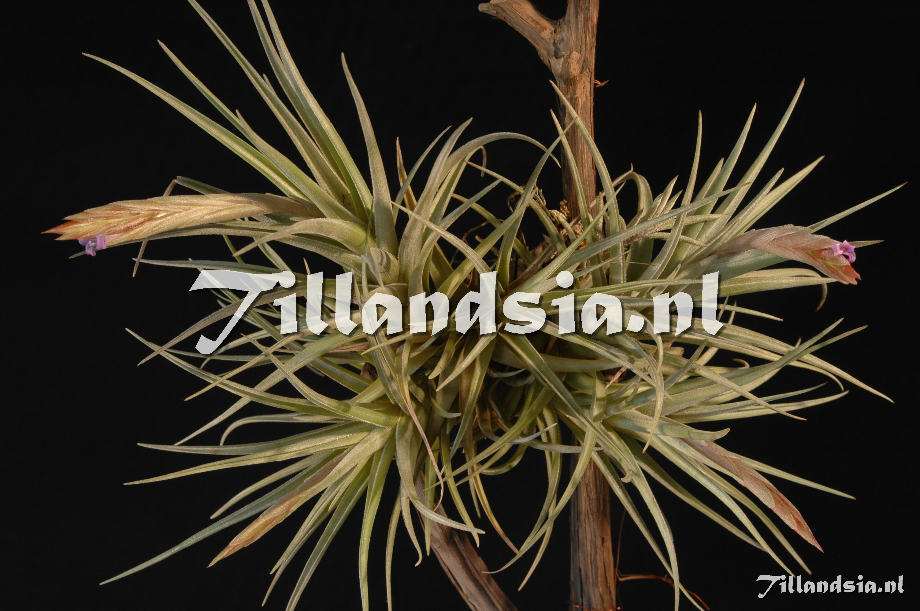 281 Tillandsia cochabambae