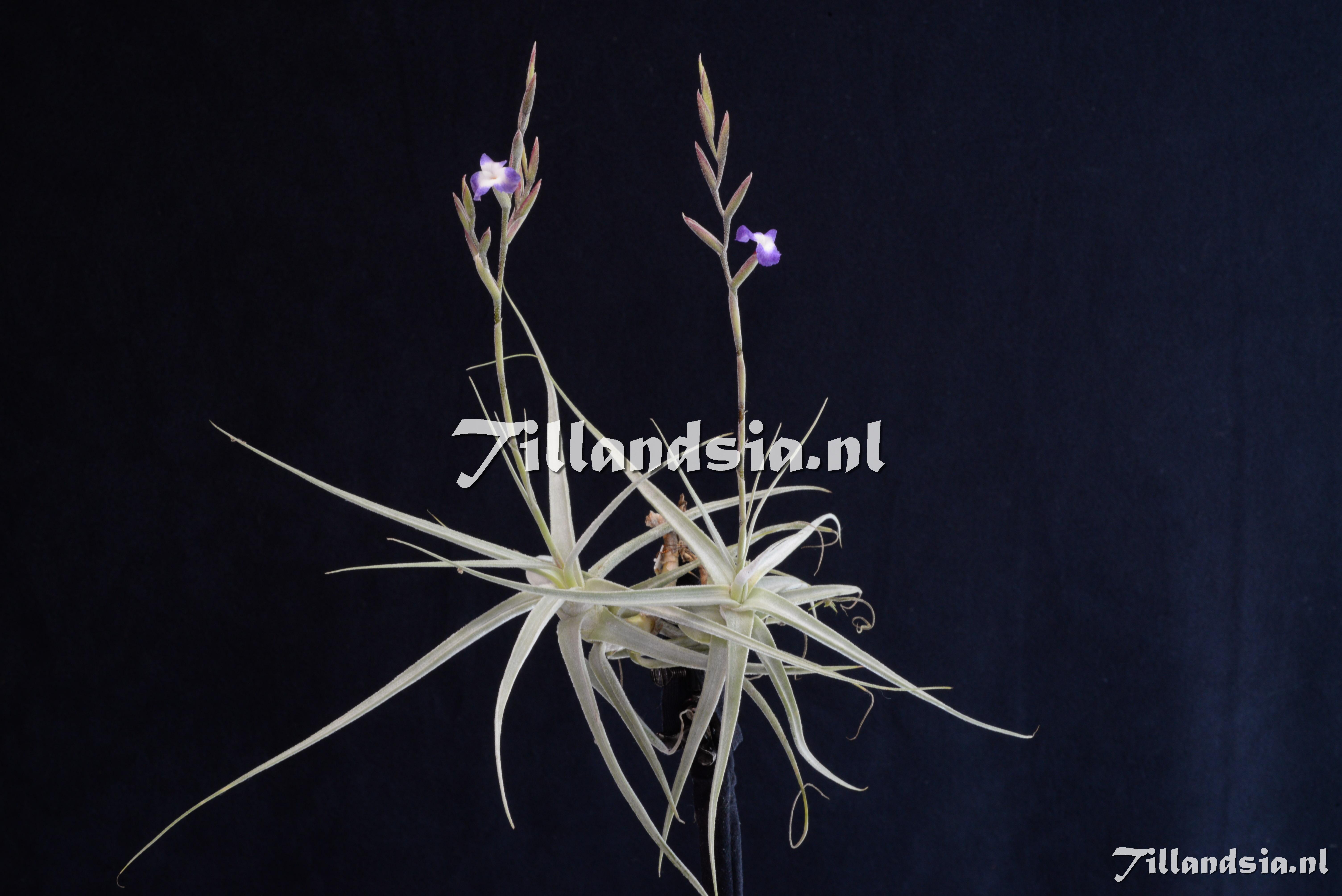 2815 Tillandsia coerulea x straminea