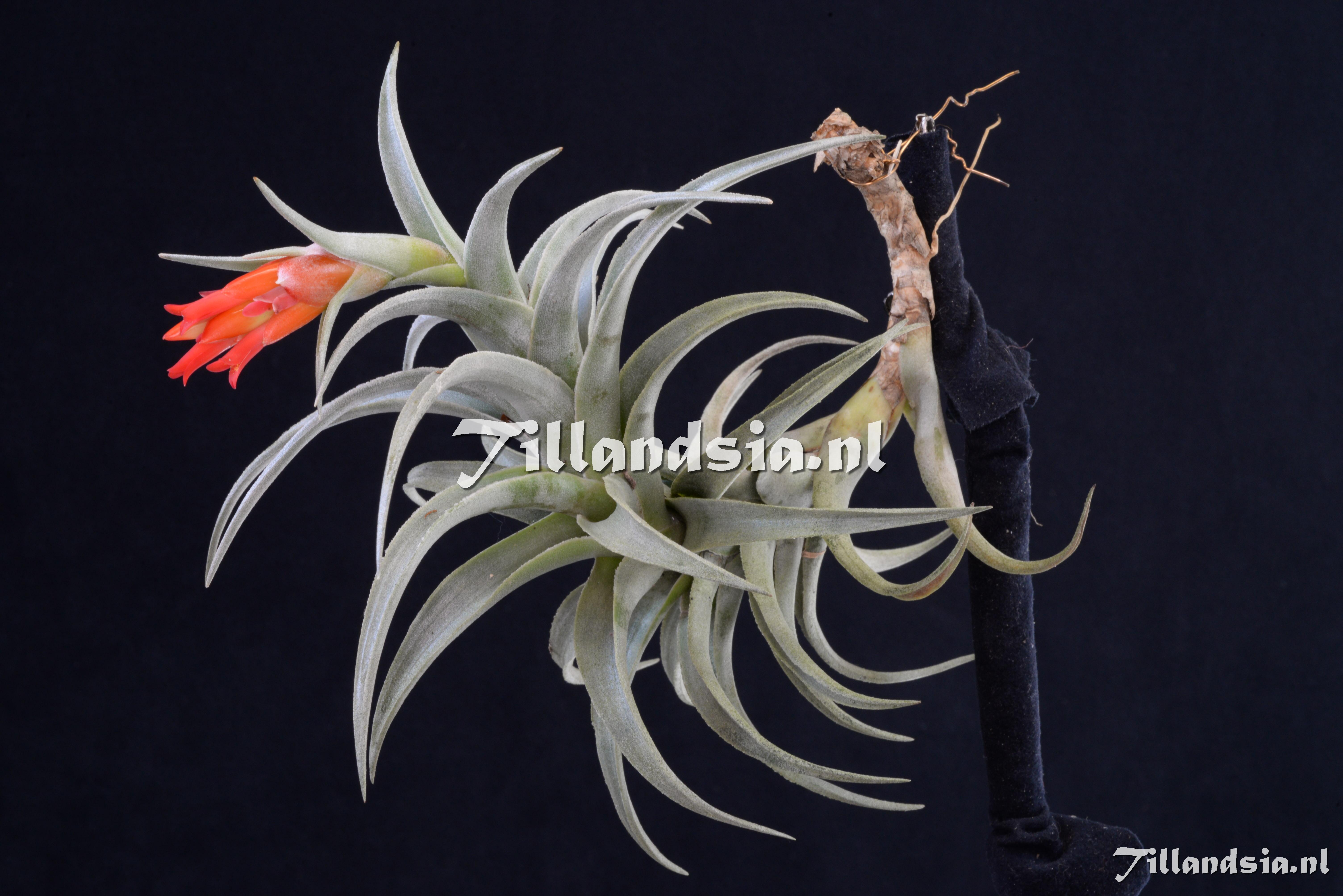 2827 Tillandsia edithae