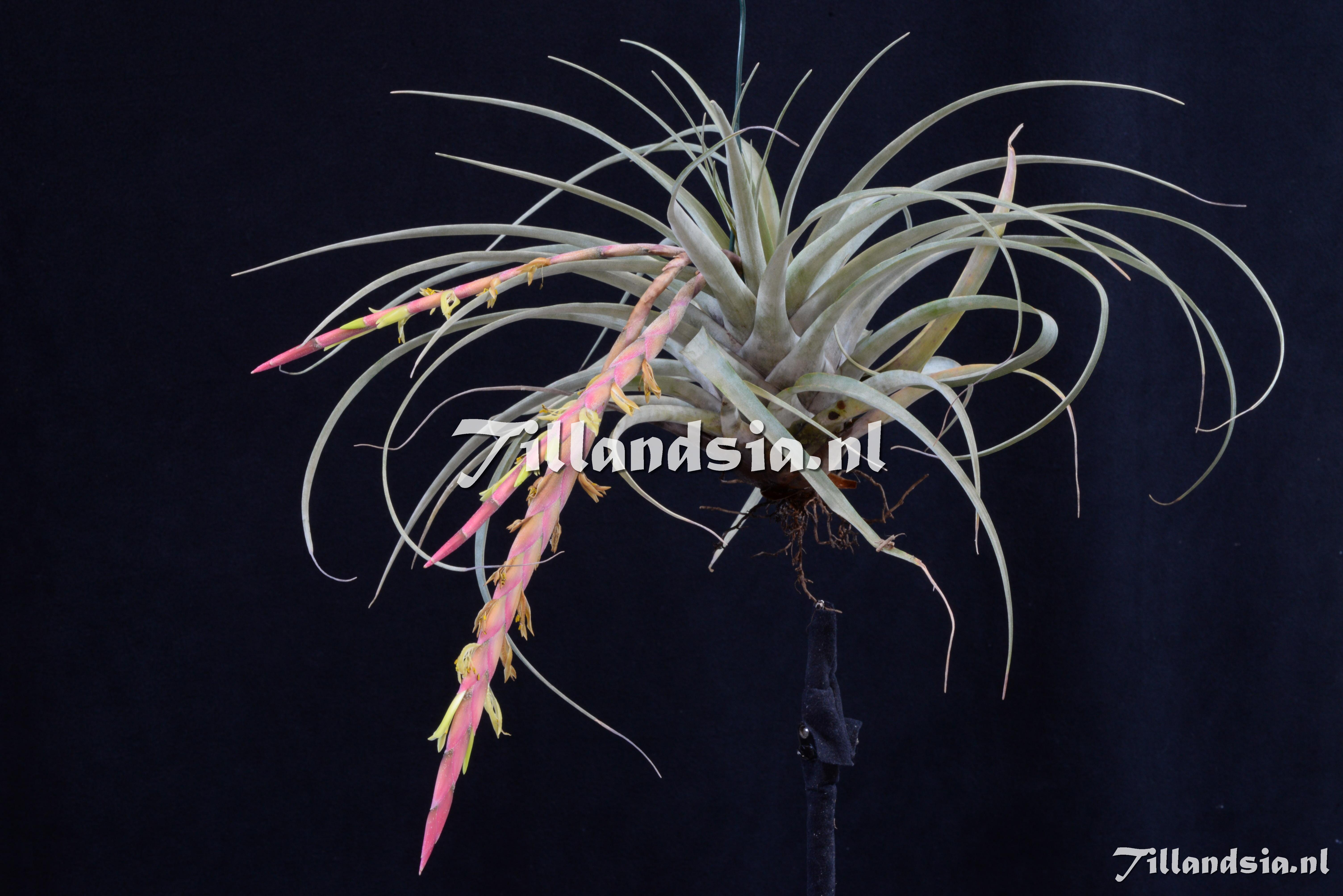 2832 Tillandsia Incurva