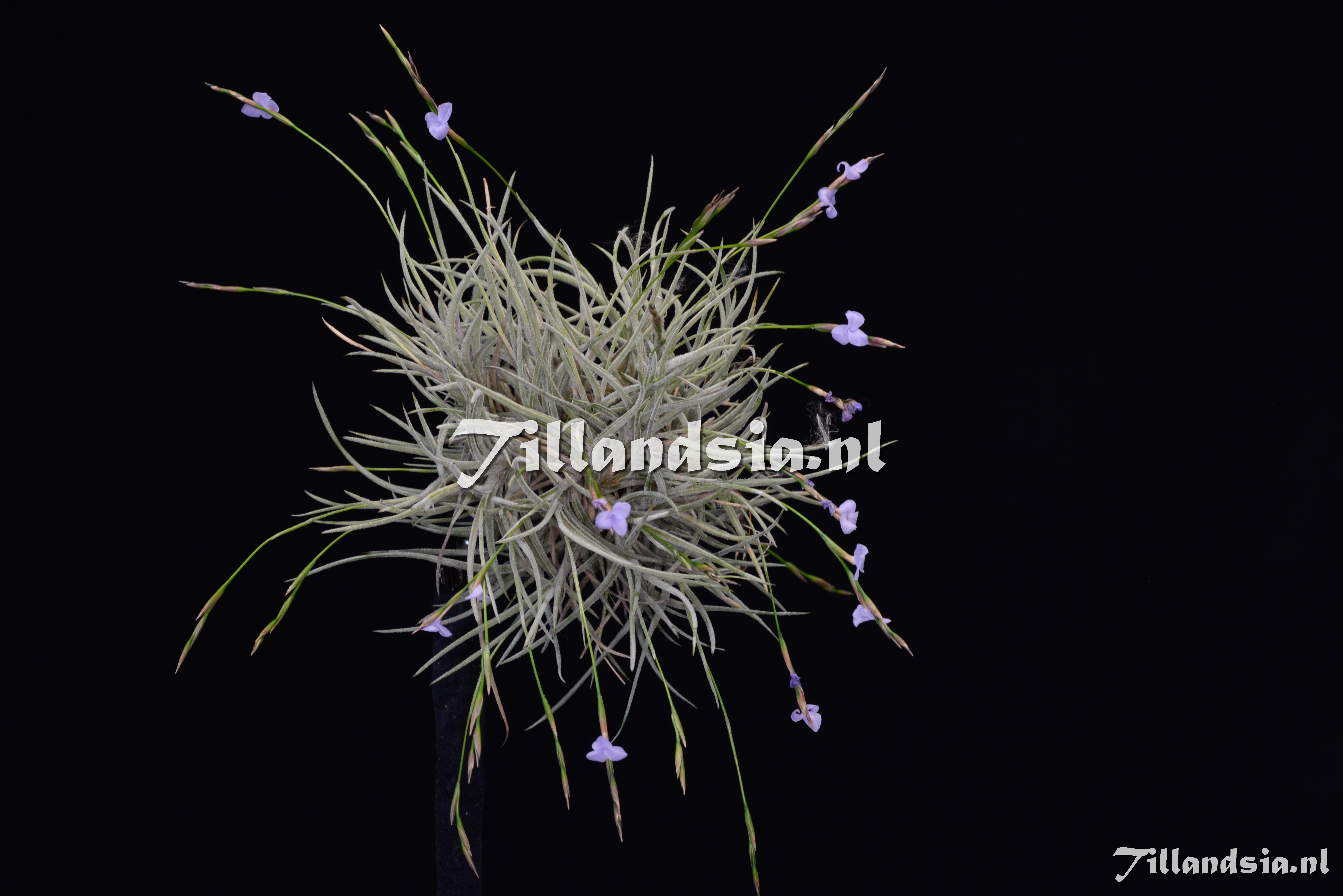 2838 Tillandsia bandensis