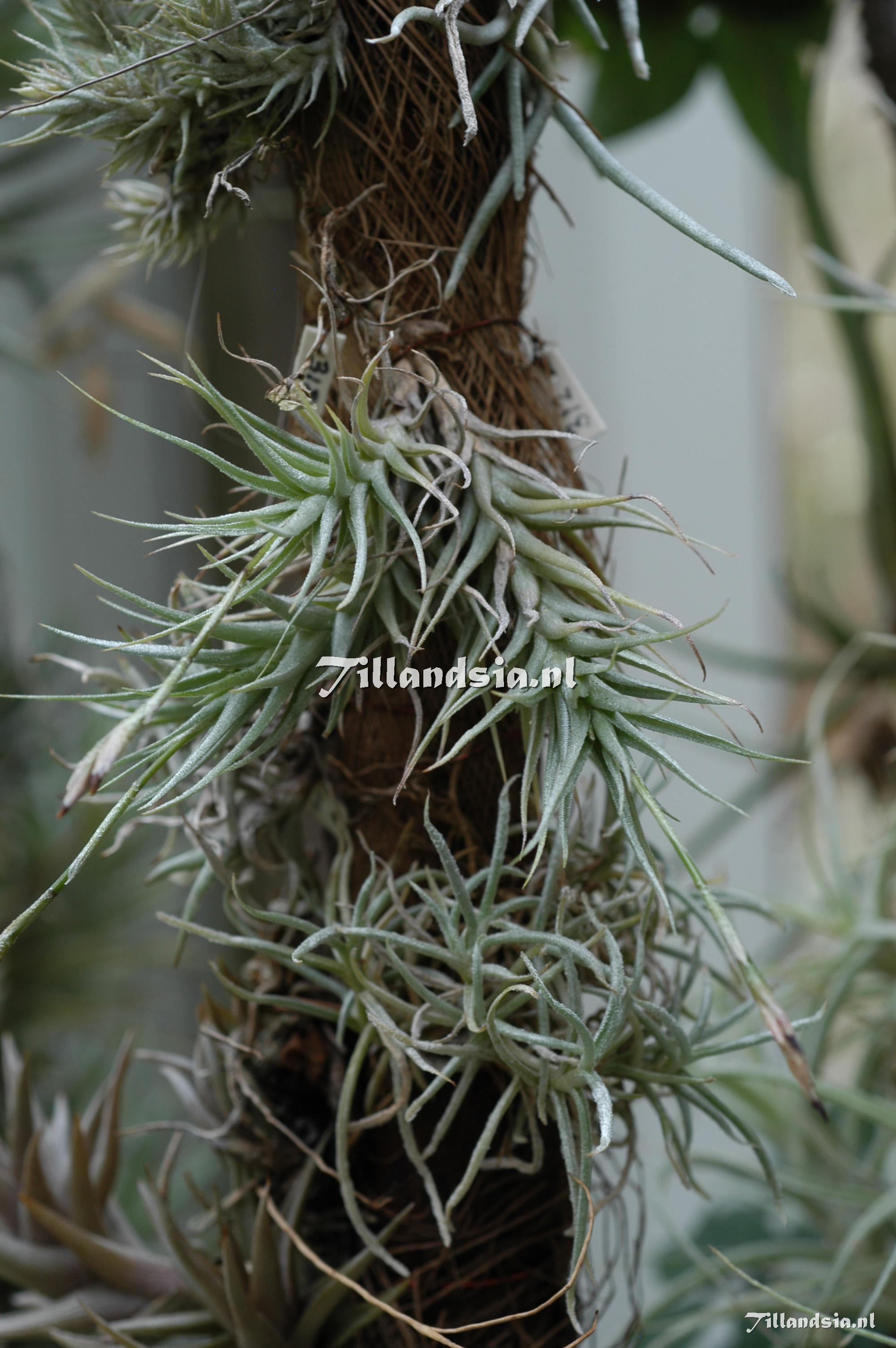 285 Tillandsia copynii