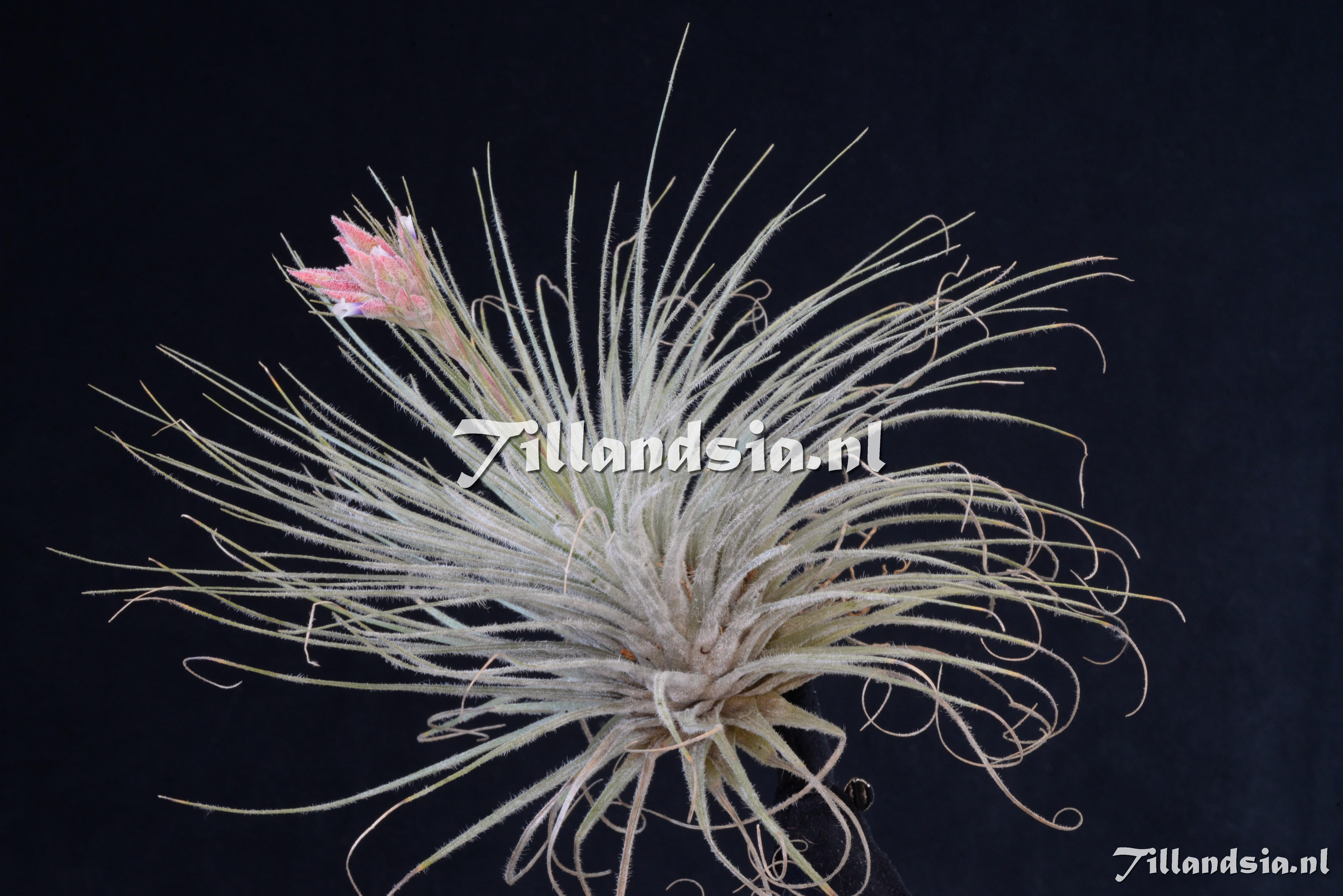 2862 Tillandsia tectorum