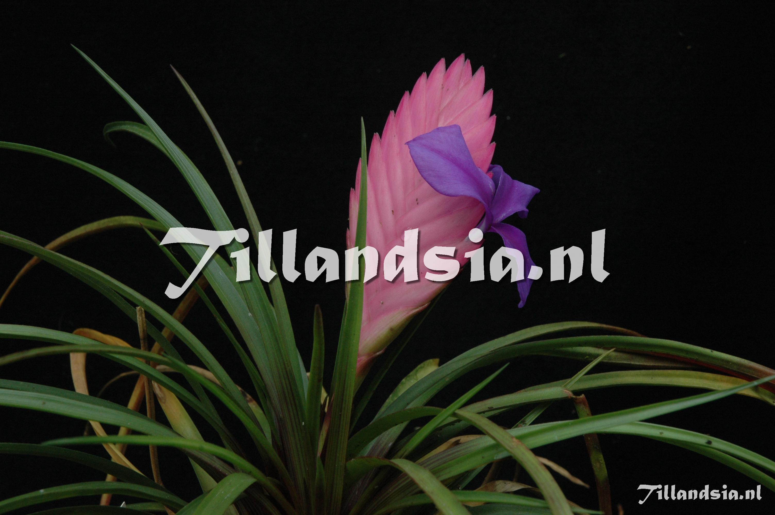 287 Tillandsia cyanea