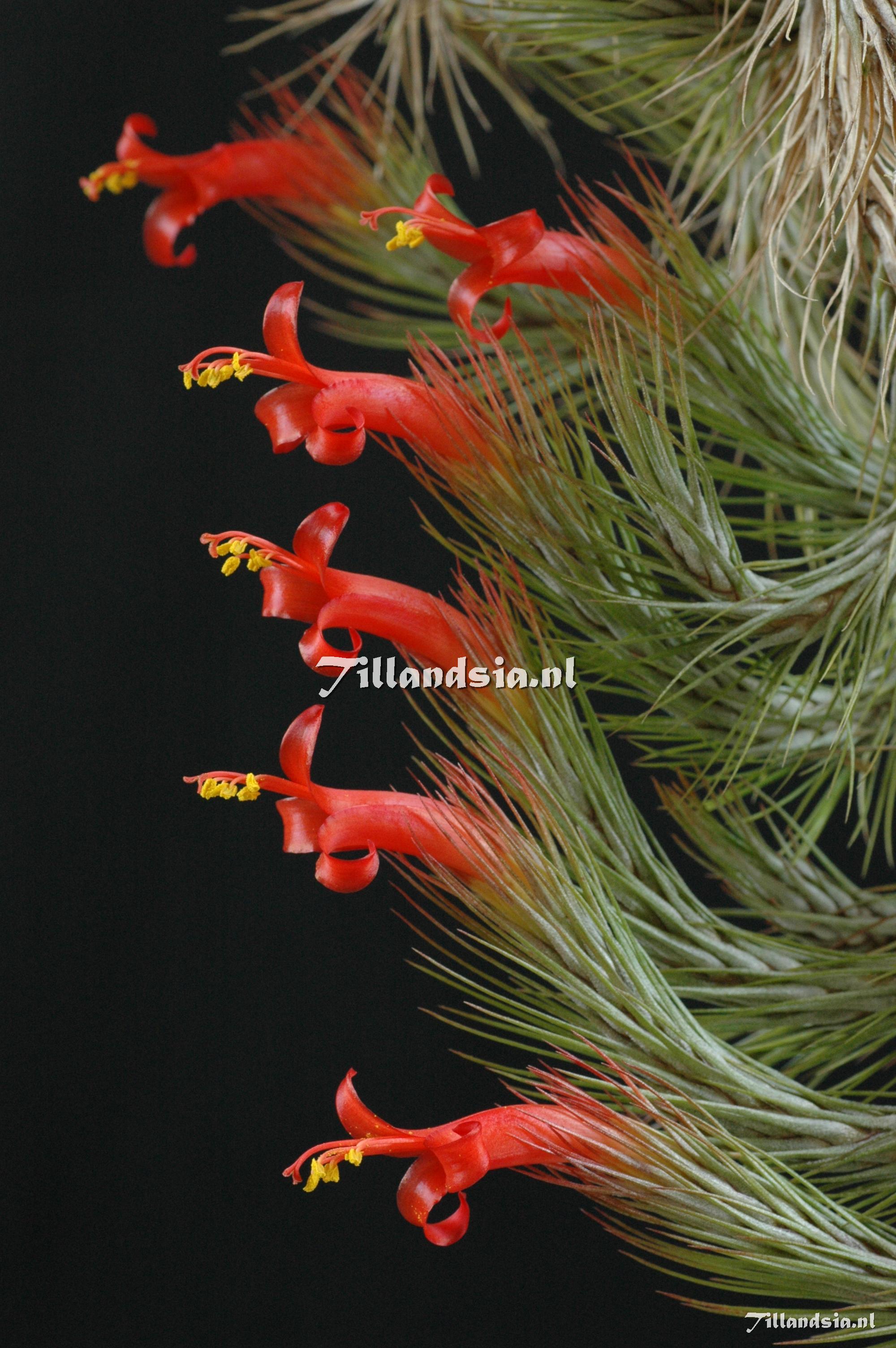 293 Tillandsia funckiana 