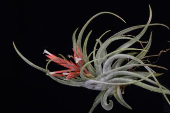 2960. Tillandsia cf. didisticha - Click to see all images 2960 Tillandsia cf. didisticha