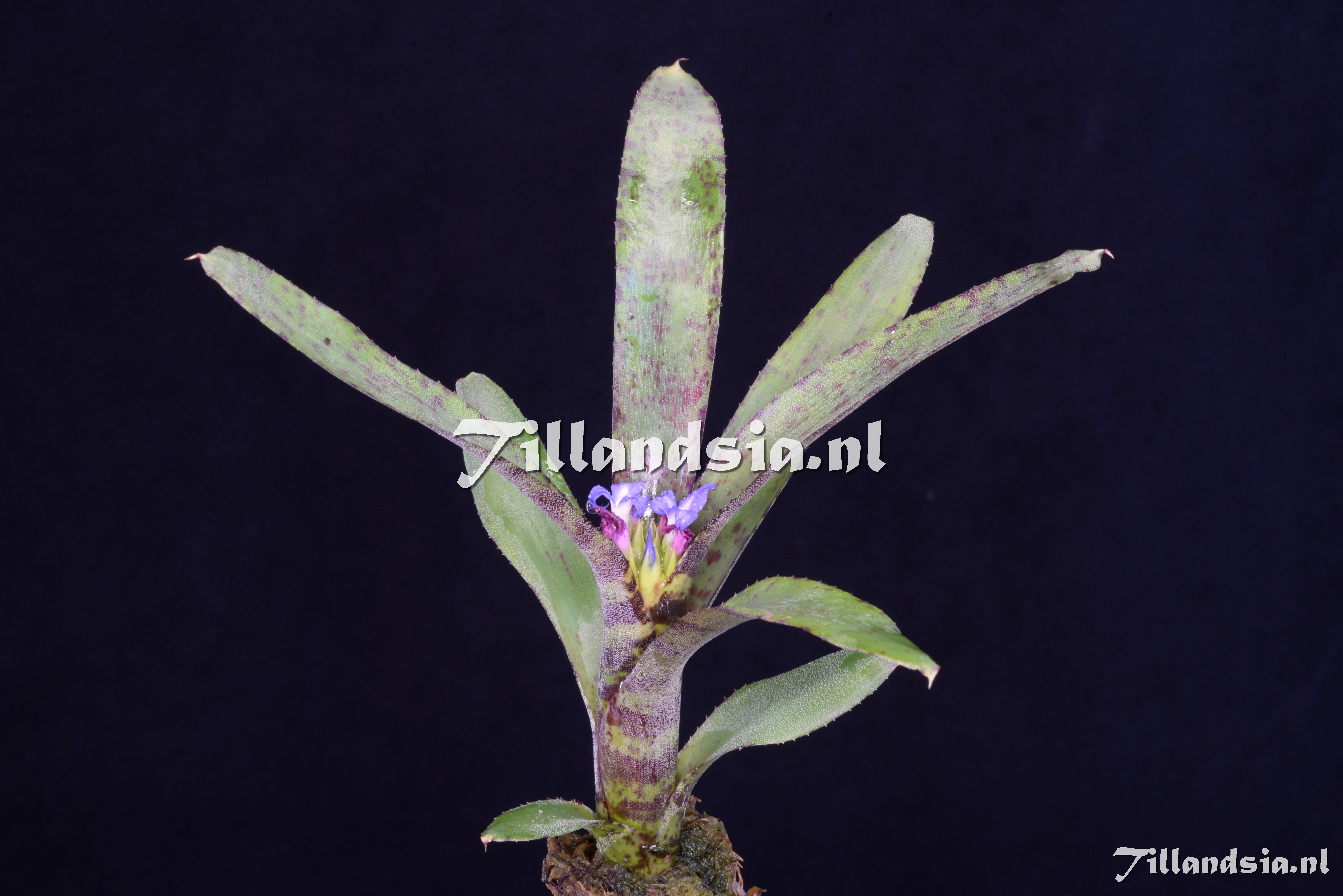 2974 Neoregelia ampullacea