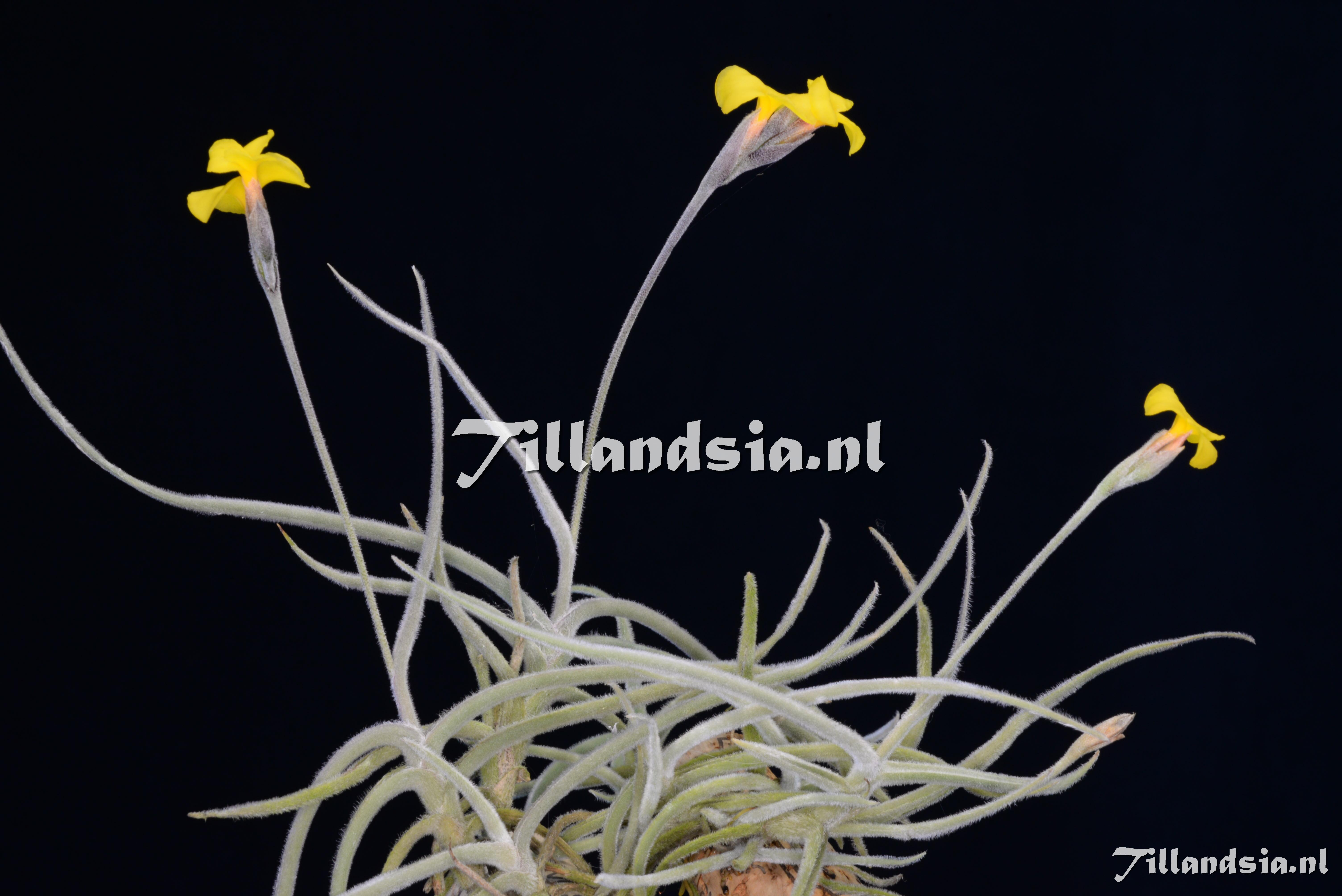 2979 Tillandsia crocata F1