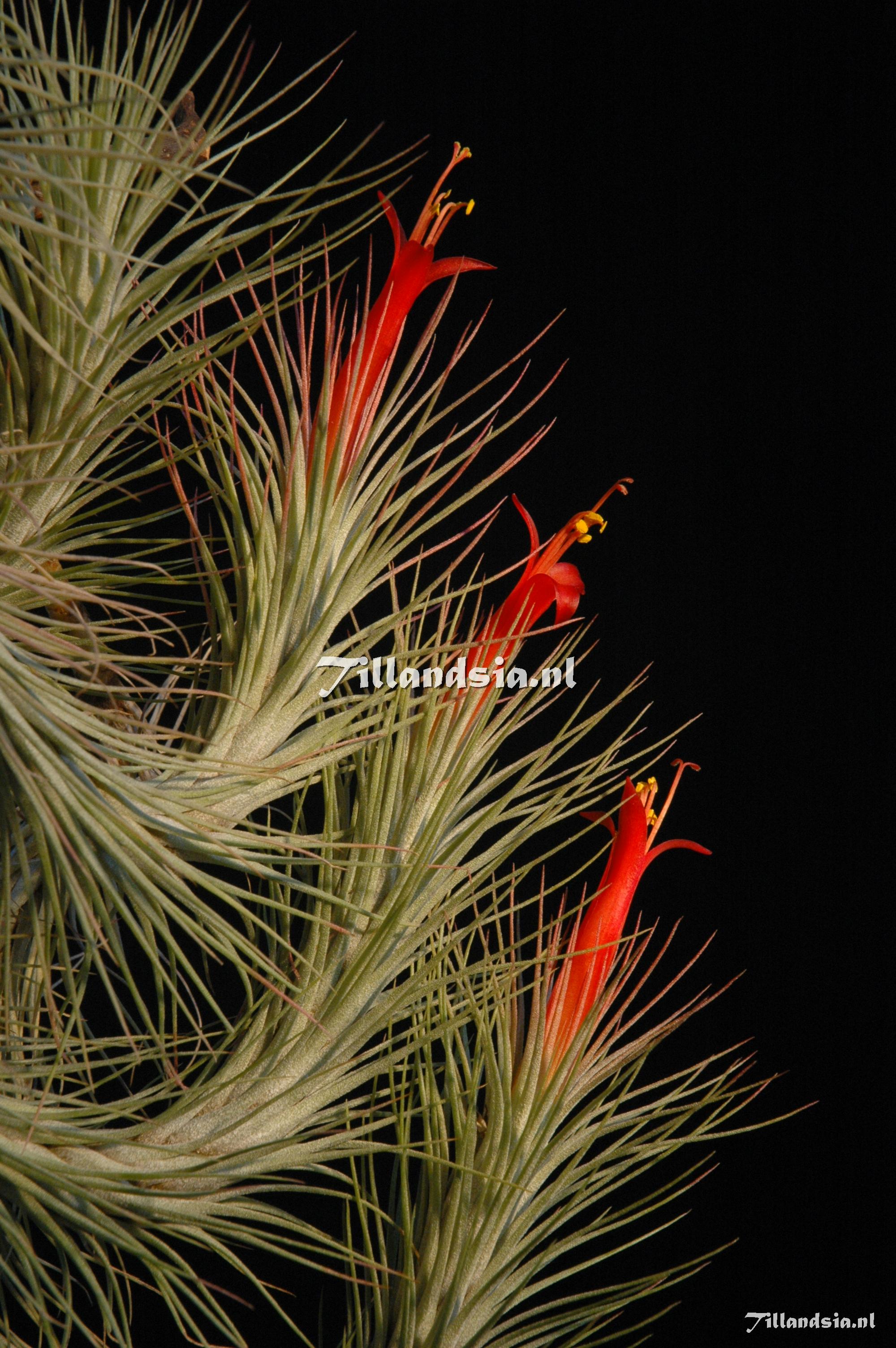 299 Tillandsia funckiana giant