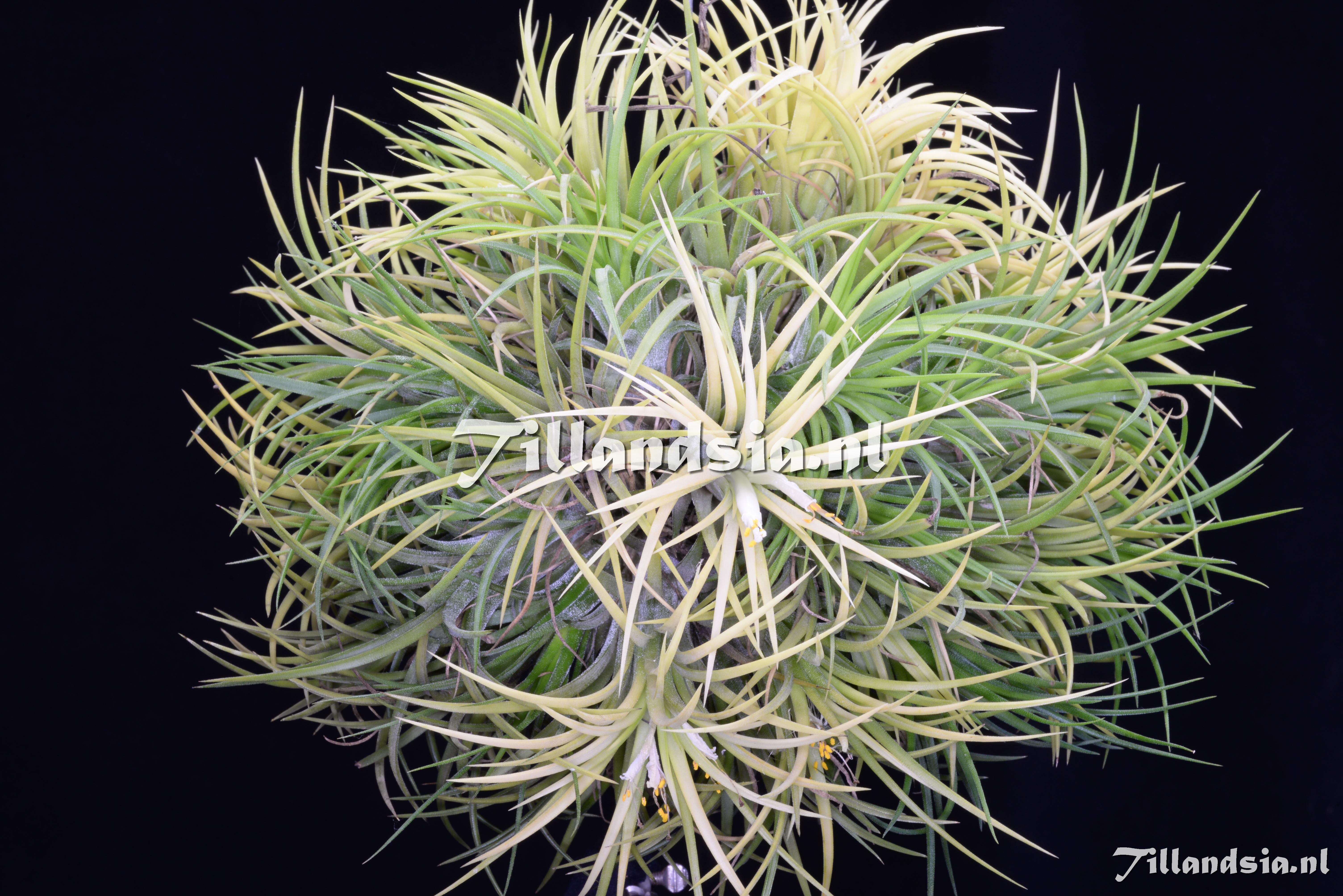 3046 Tillandsia ionantha Druid