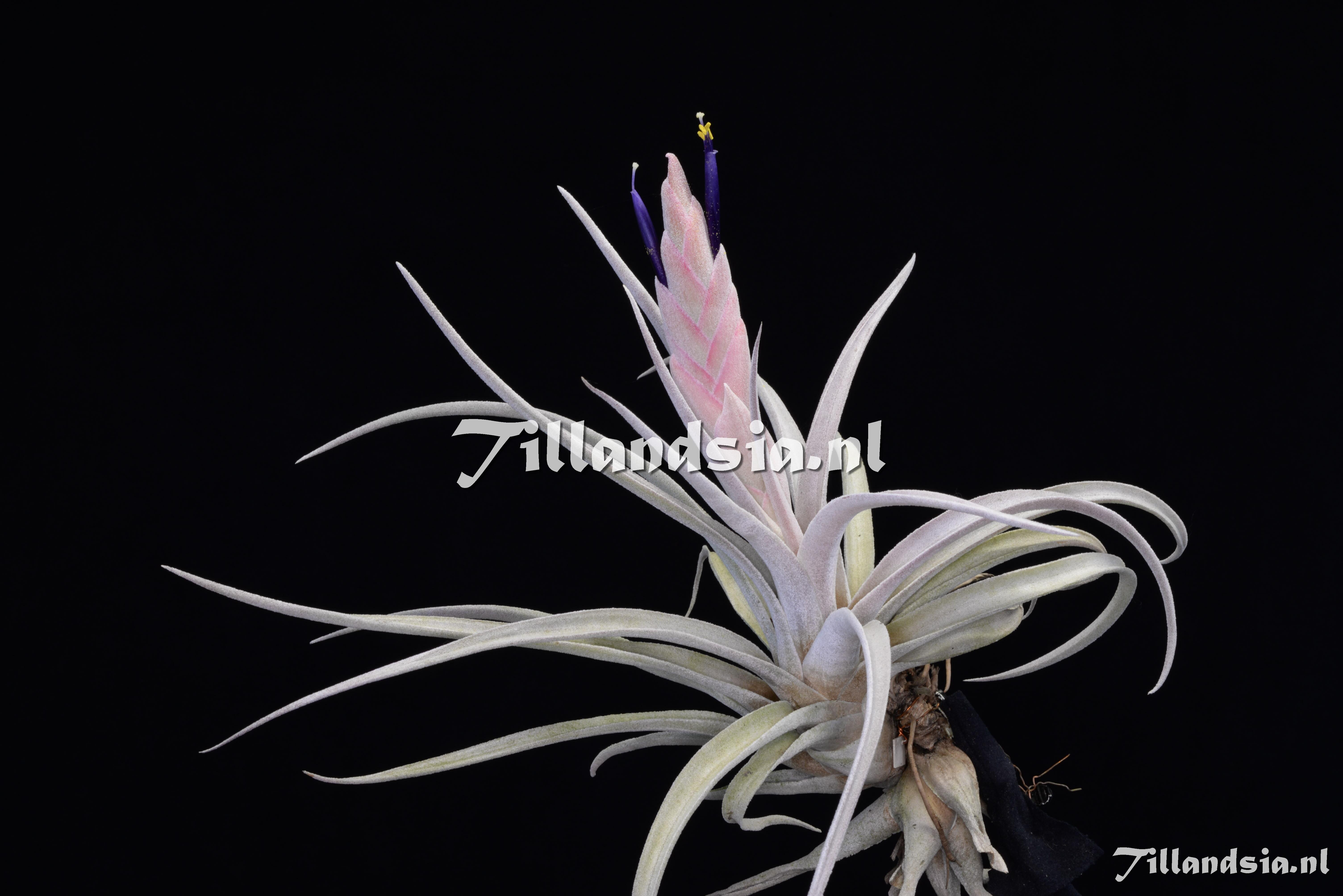 3068 Tillandsia chiapensis