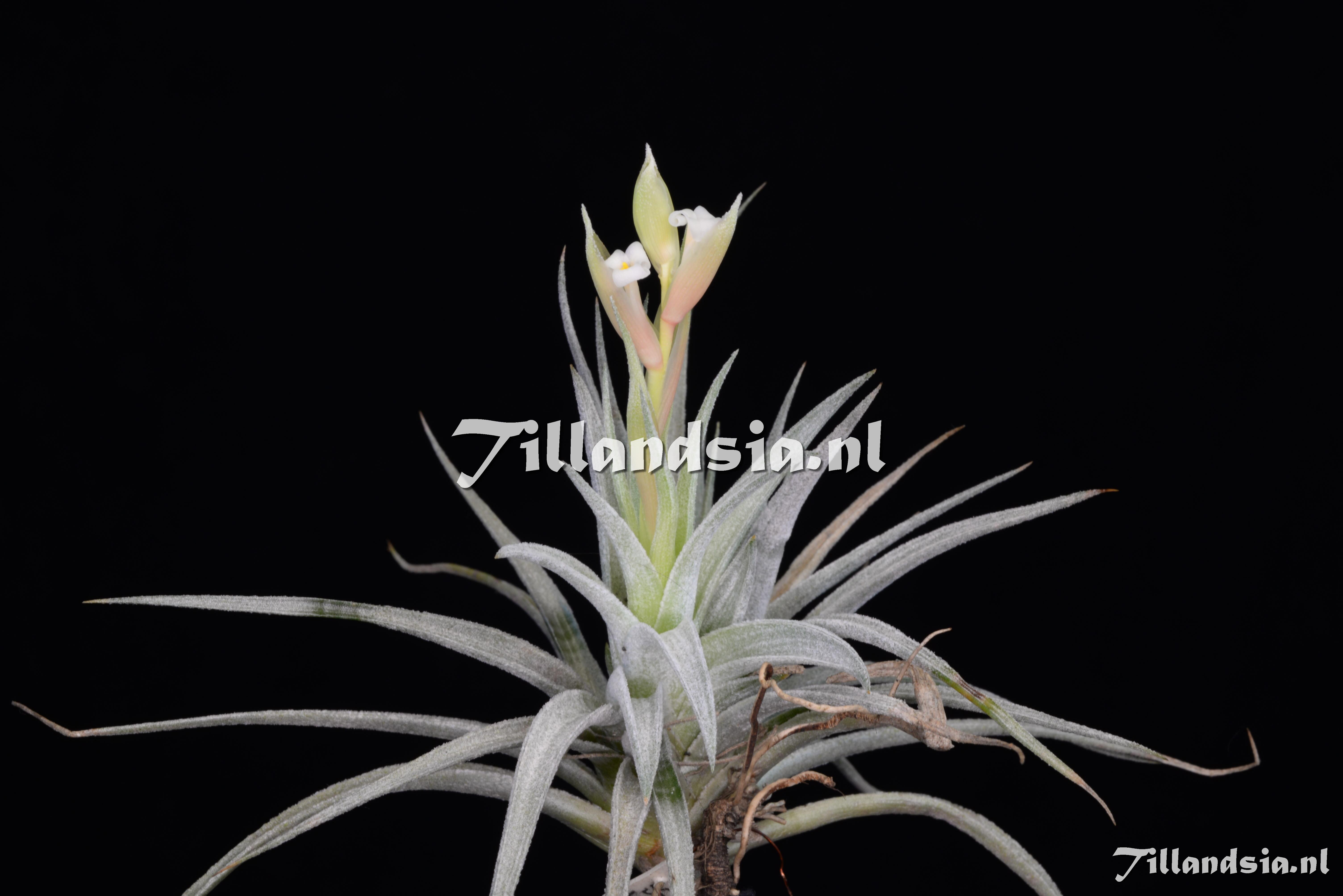 3074 Tillandsia recurvifolia