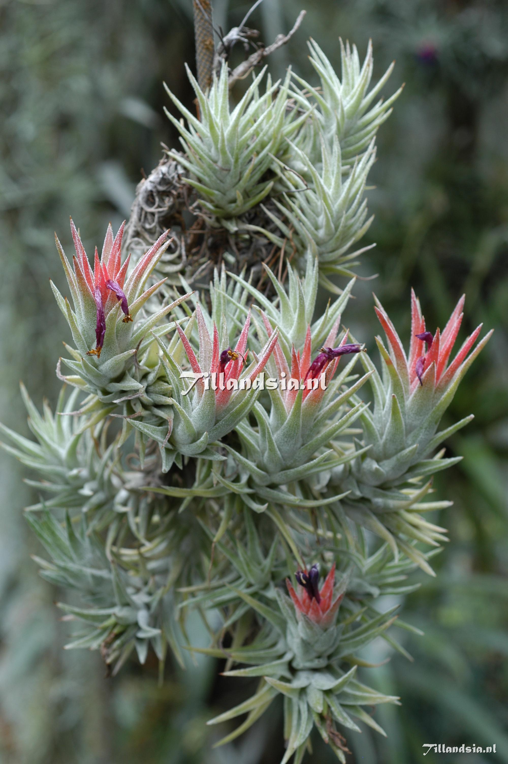 309 Tillandsia ionantha var. vanhiningii