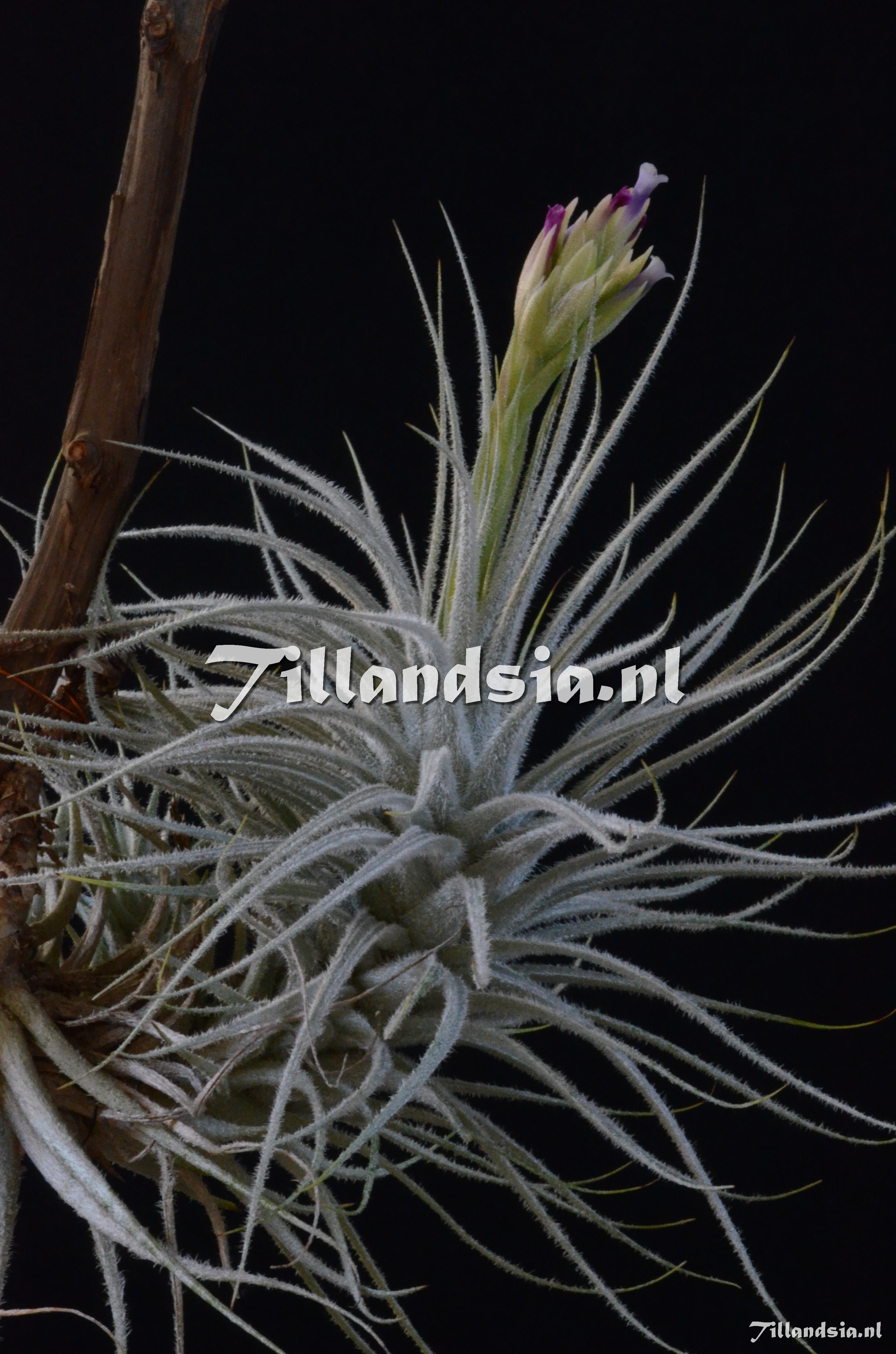 31 Tillandsia tectorum globosa