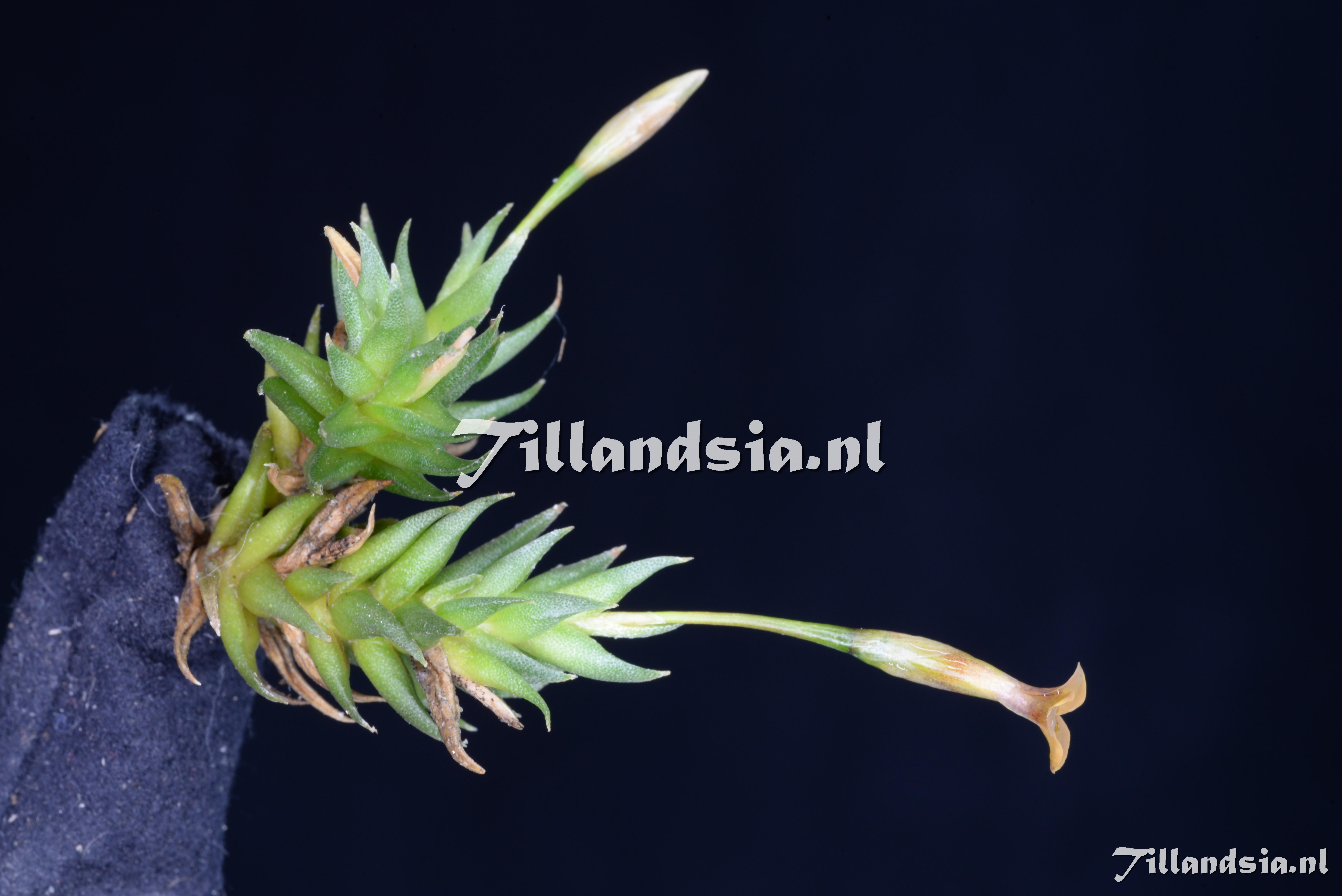 3131 Tillandsia aizoides