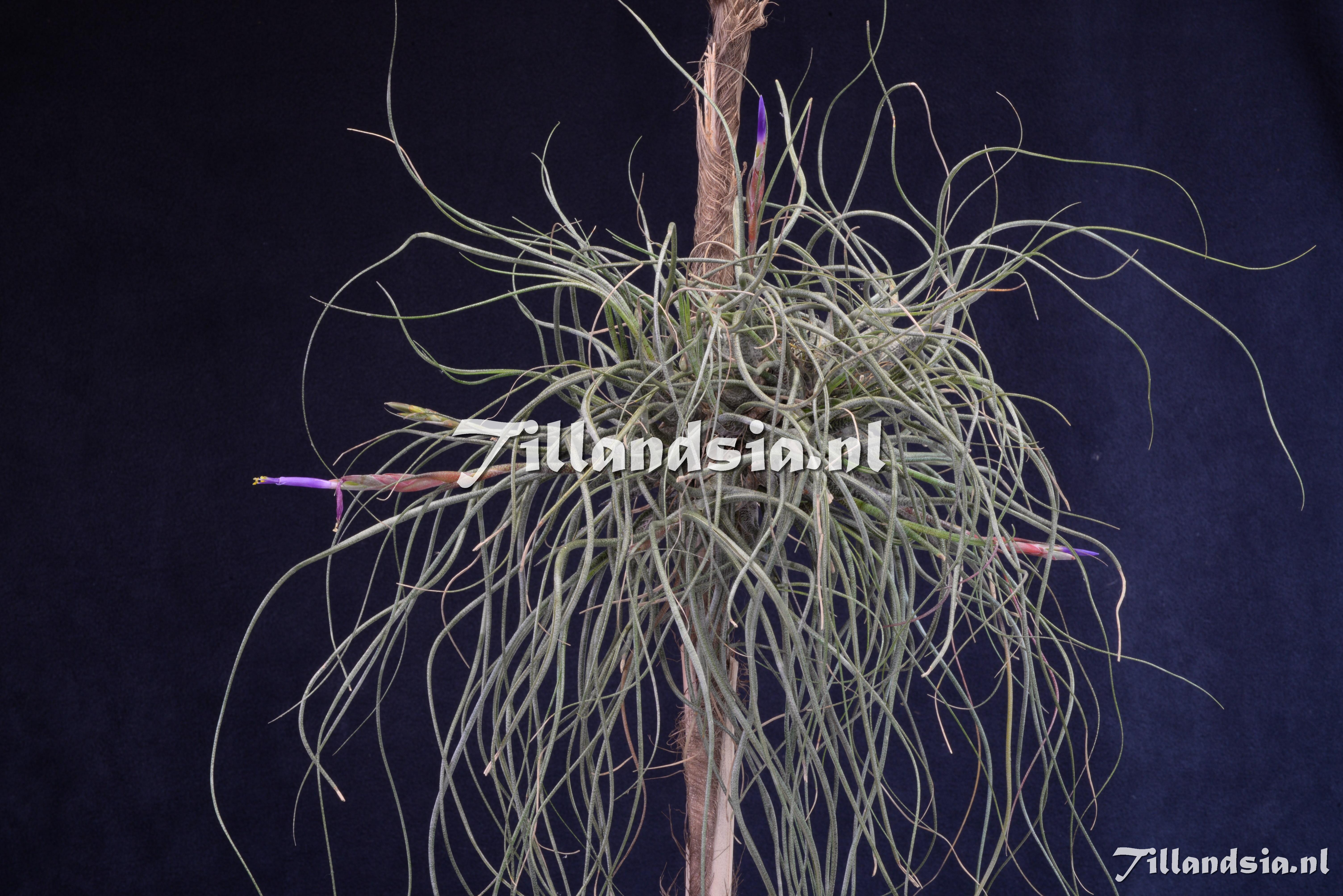 3135 Tillandsia butzii