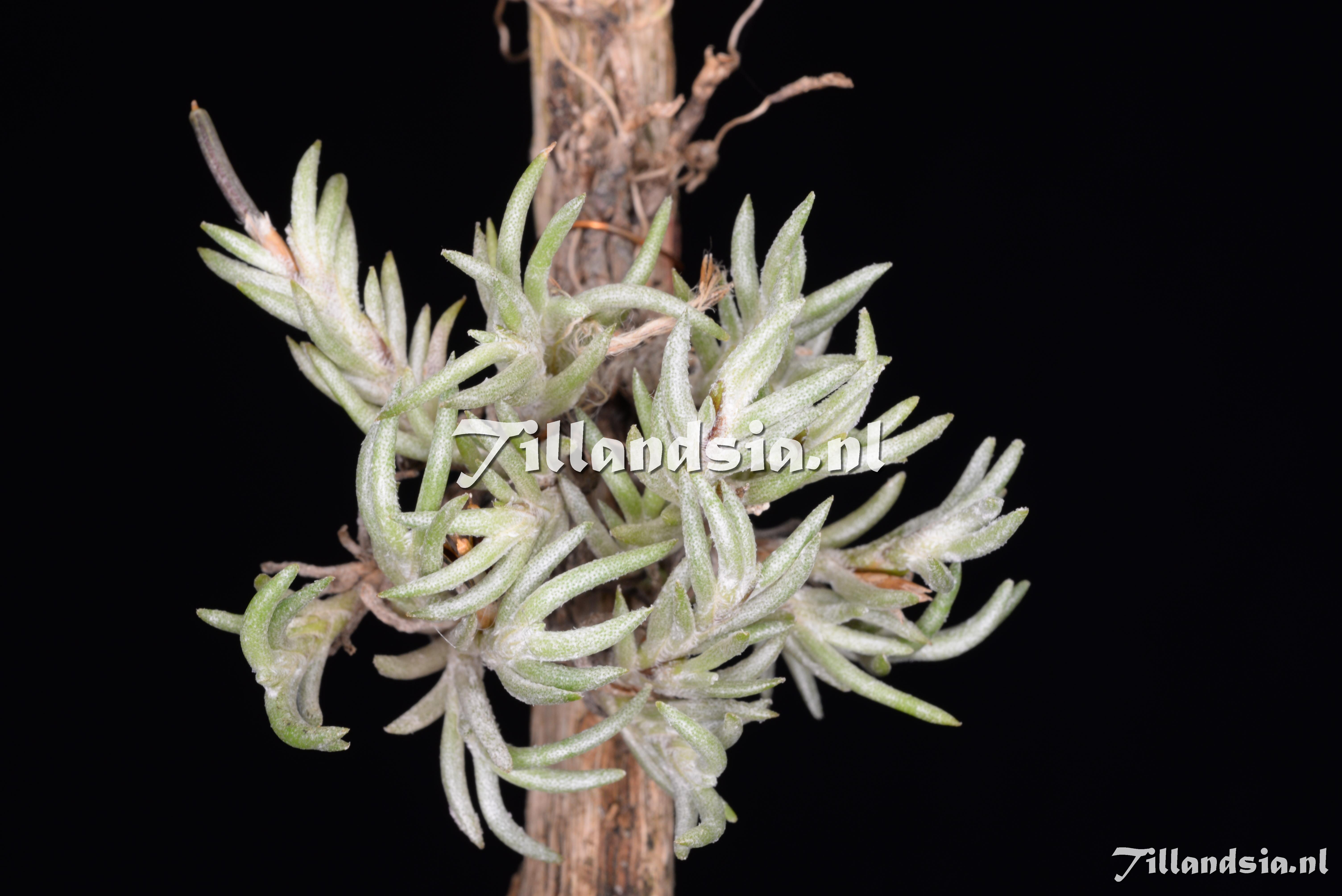 3140 Tillandsia capillaris
