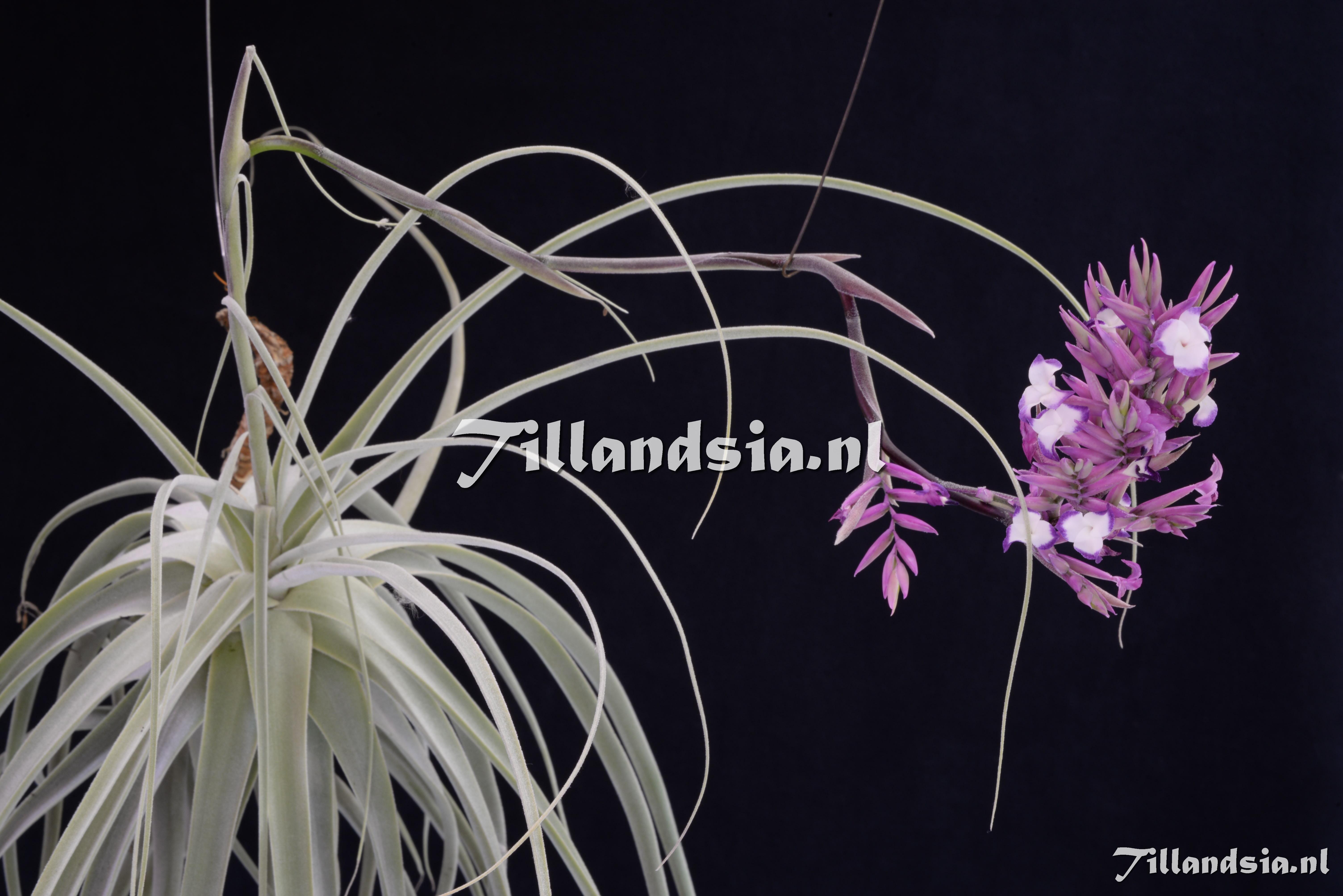 3142 Tillandsia straminea