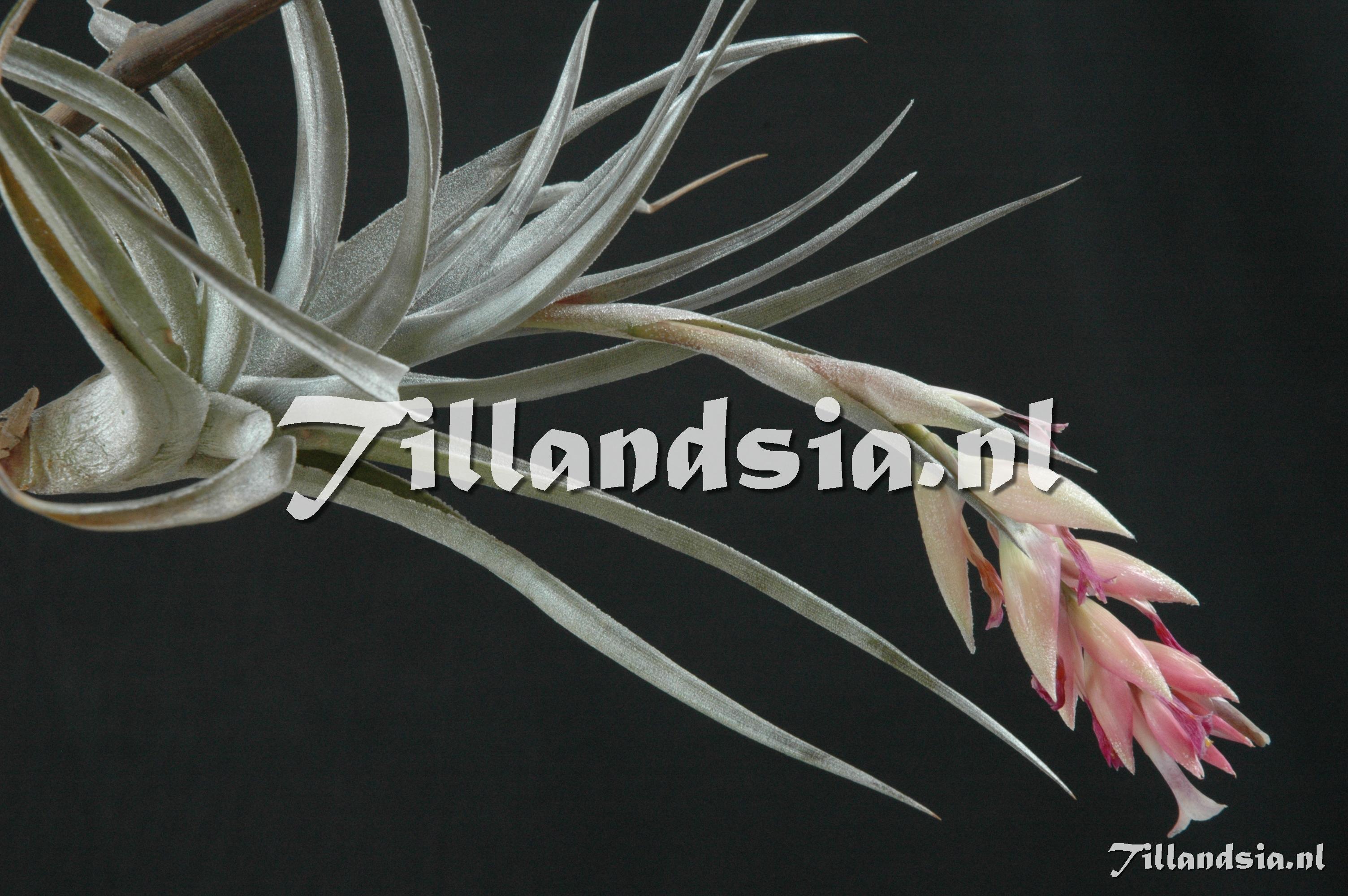 315 Tillandsia recurvifolia x ixioides (nat.hyb.?)