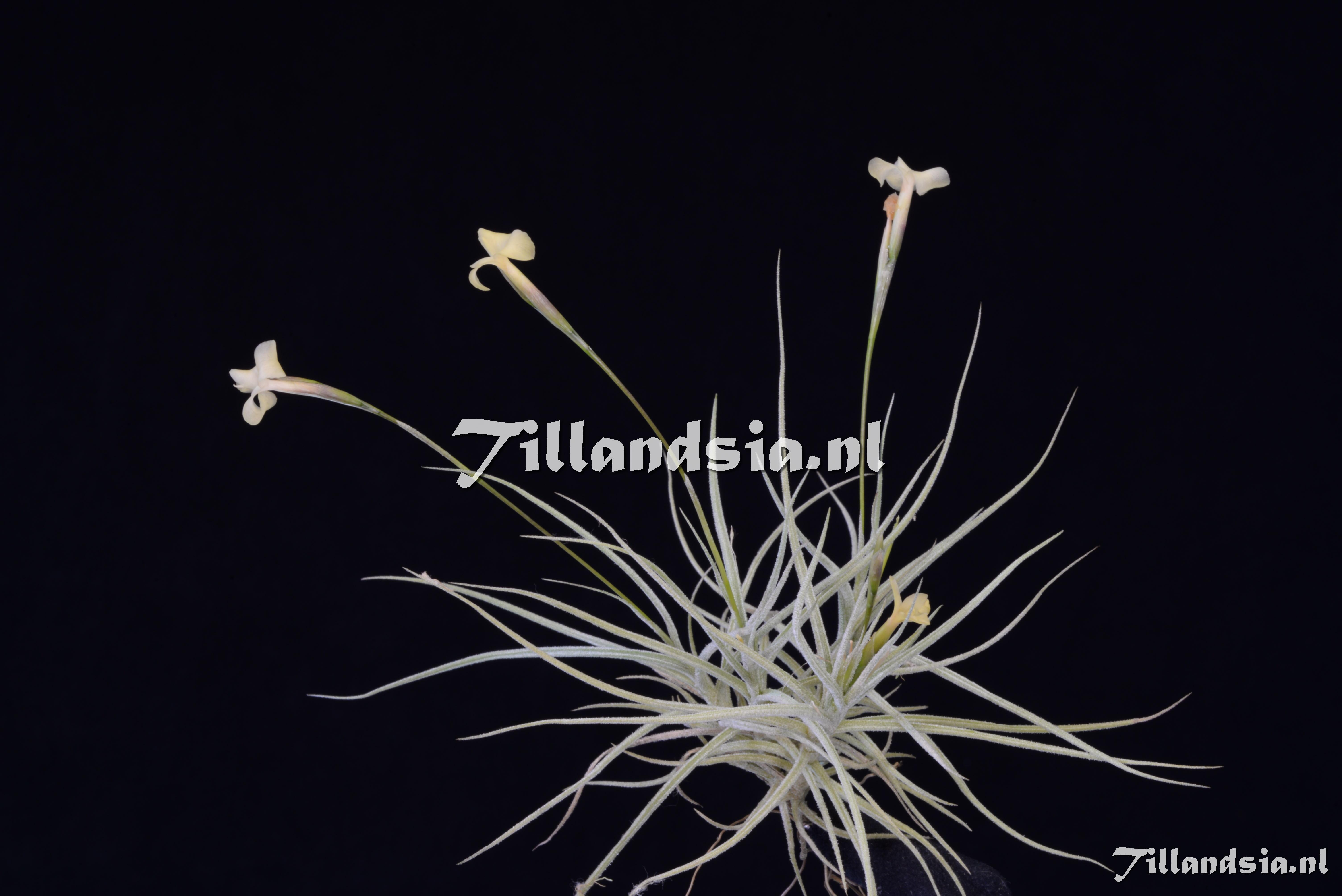 3154 Tillandsia funebris x mallemontii yellow