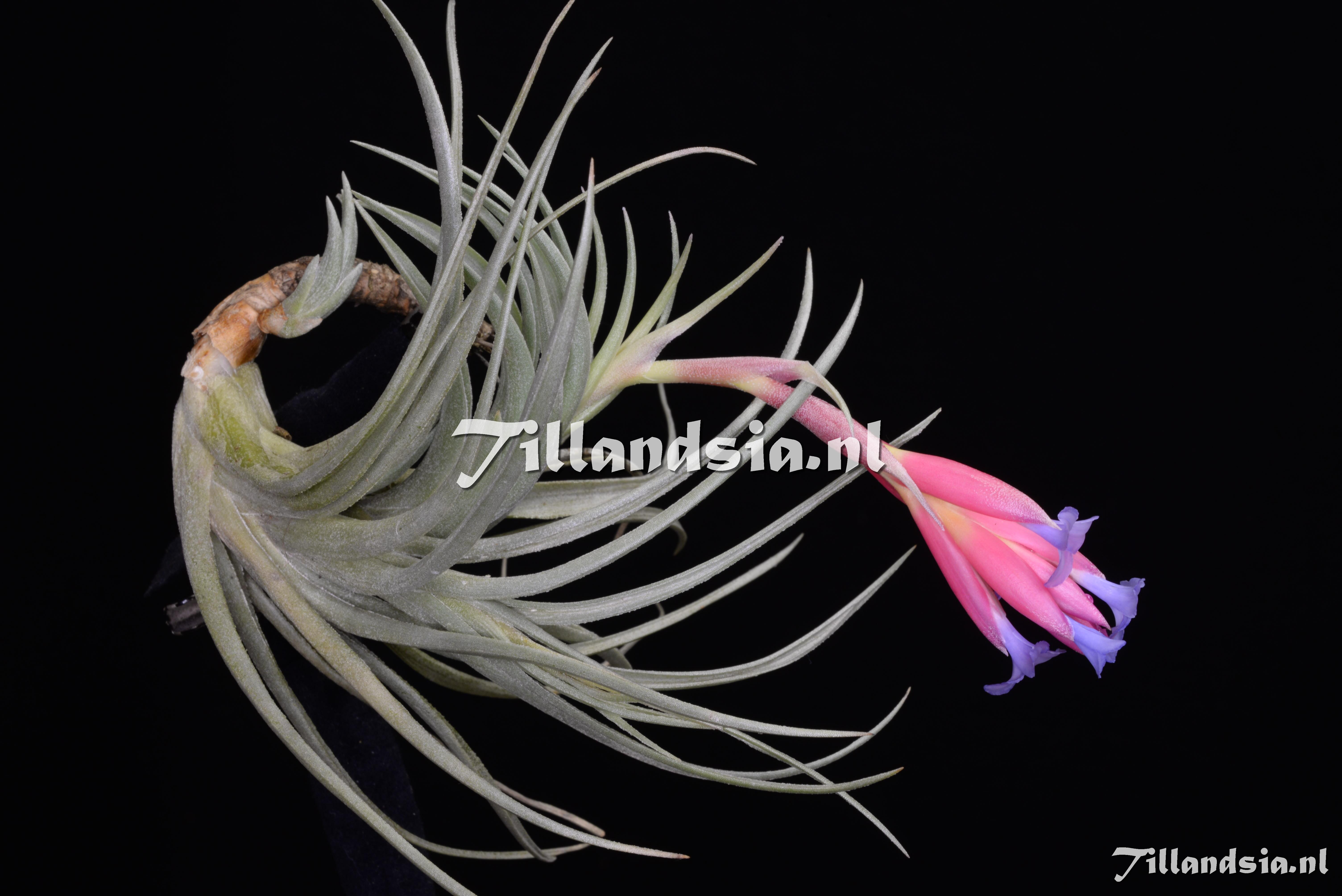 3230 Tillandsia cf. leonamiana