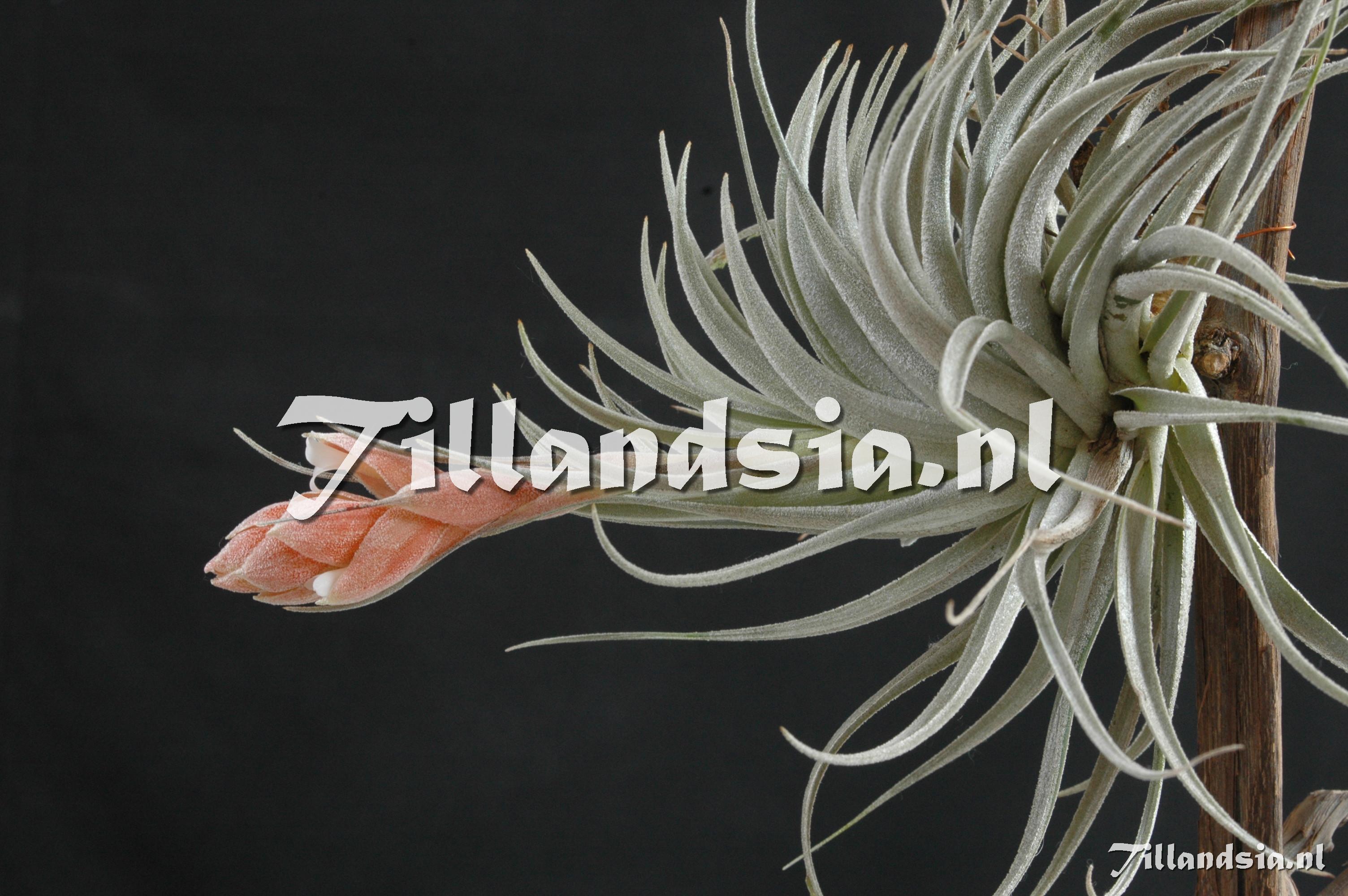 324 Tillandsia recurvifolia var. subsecundifolia