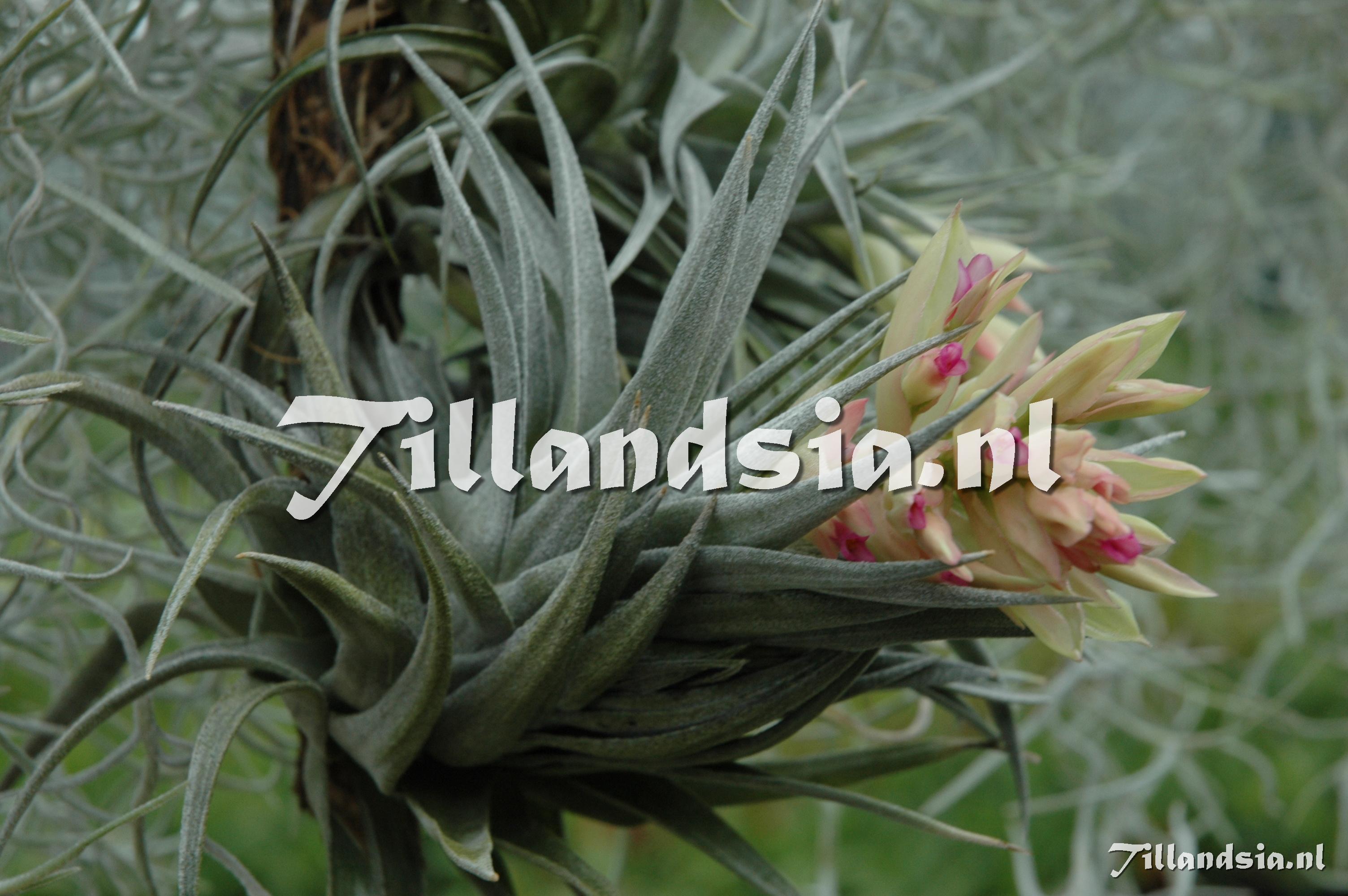 329 Tillandsia roseiflora