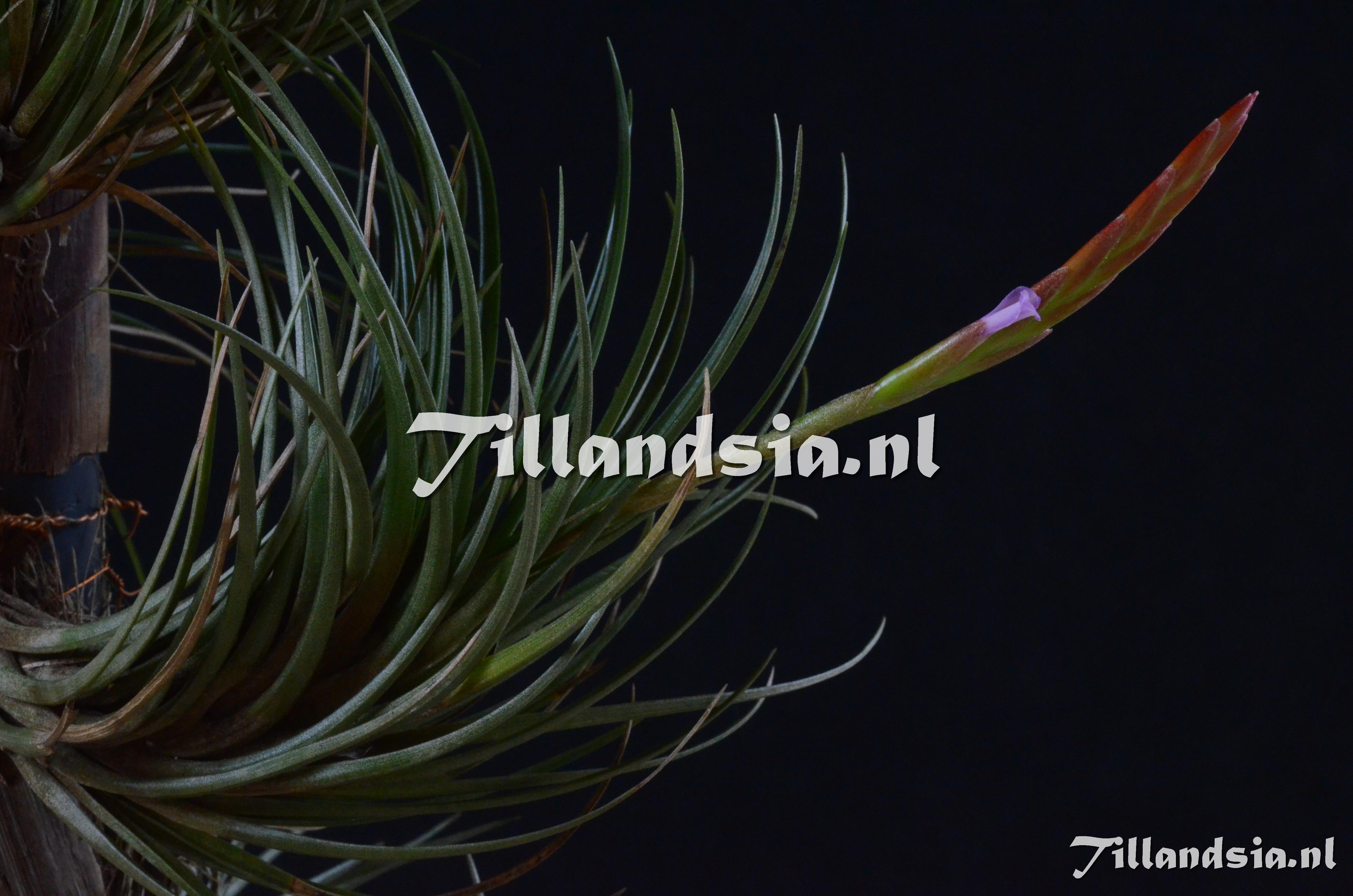 33 Tillandsia dura