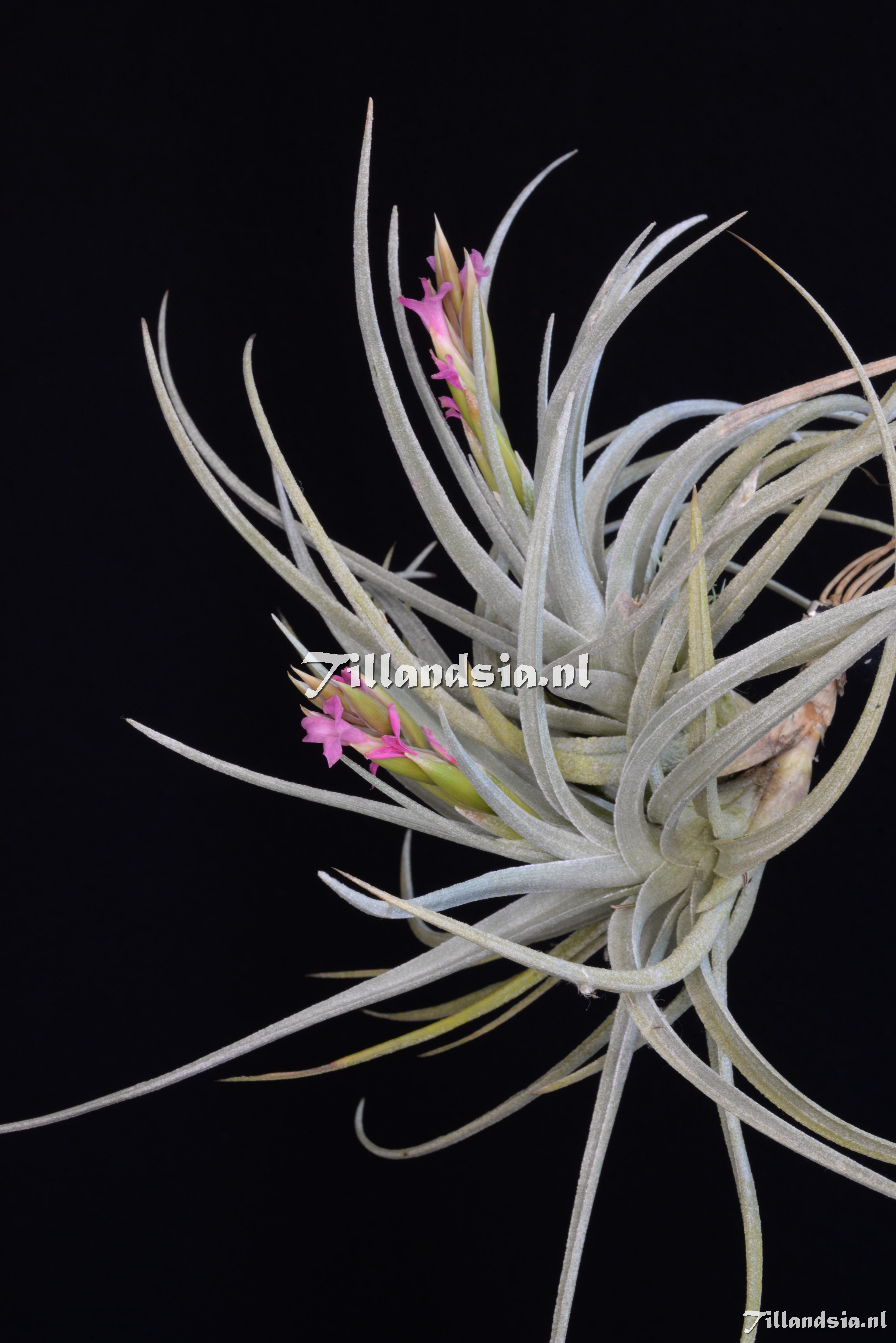 3401 Tillandsia cf. argentina x ixioides