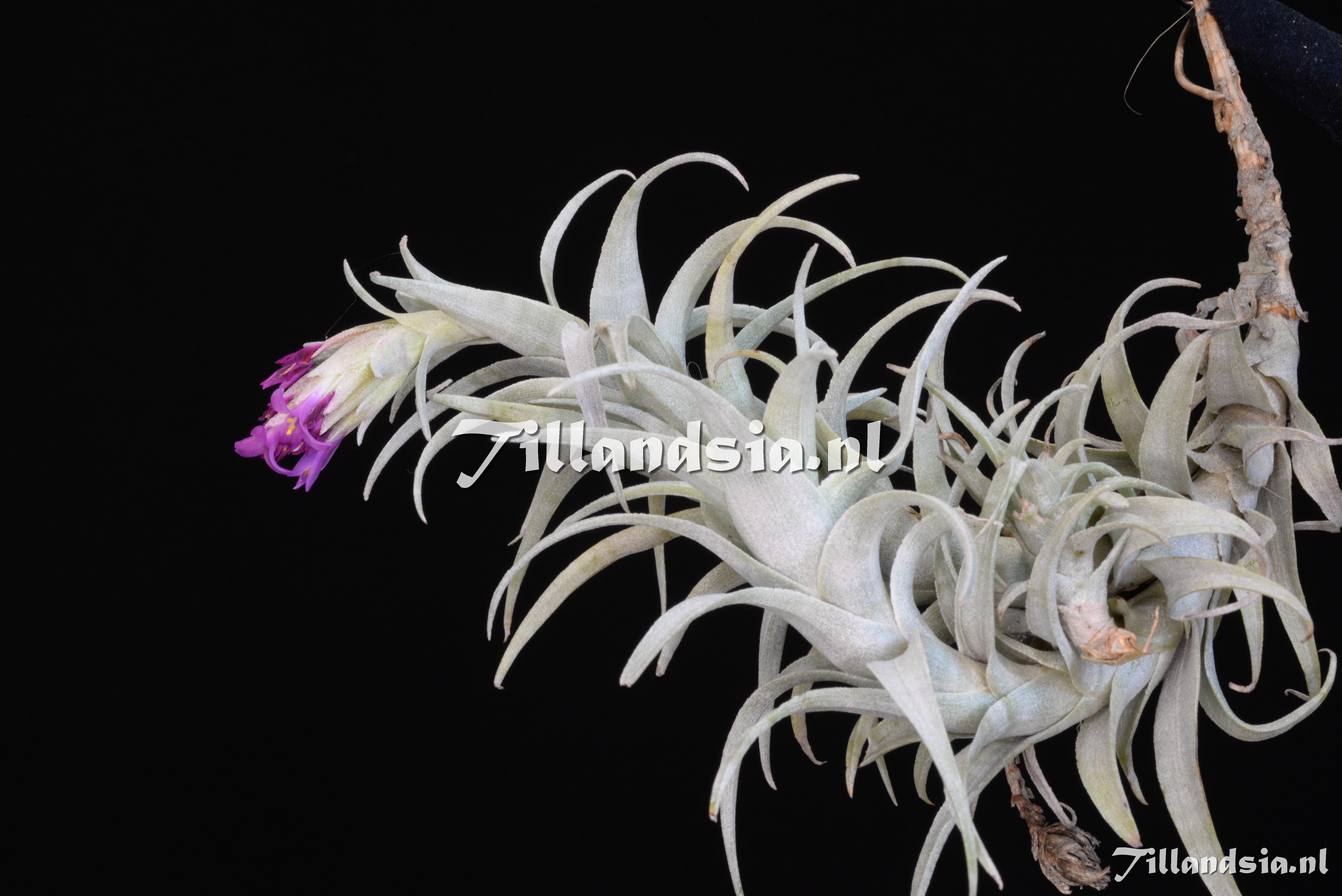 3407 Tillandsia nana