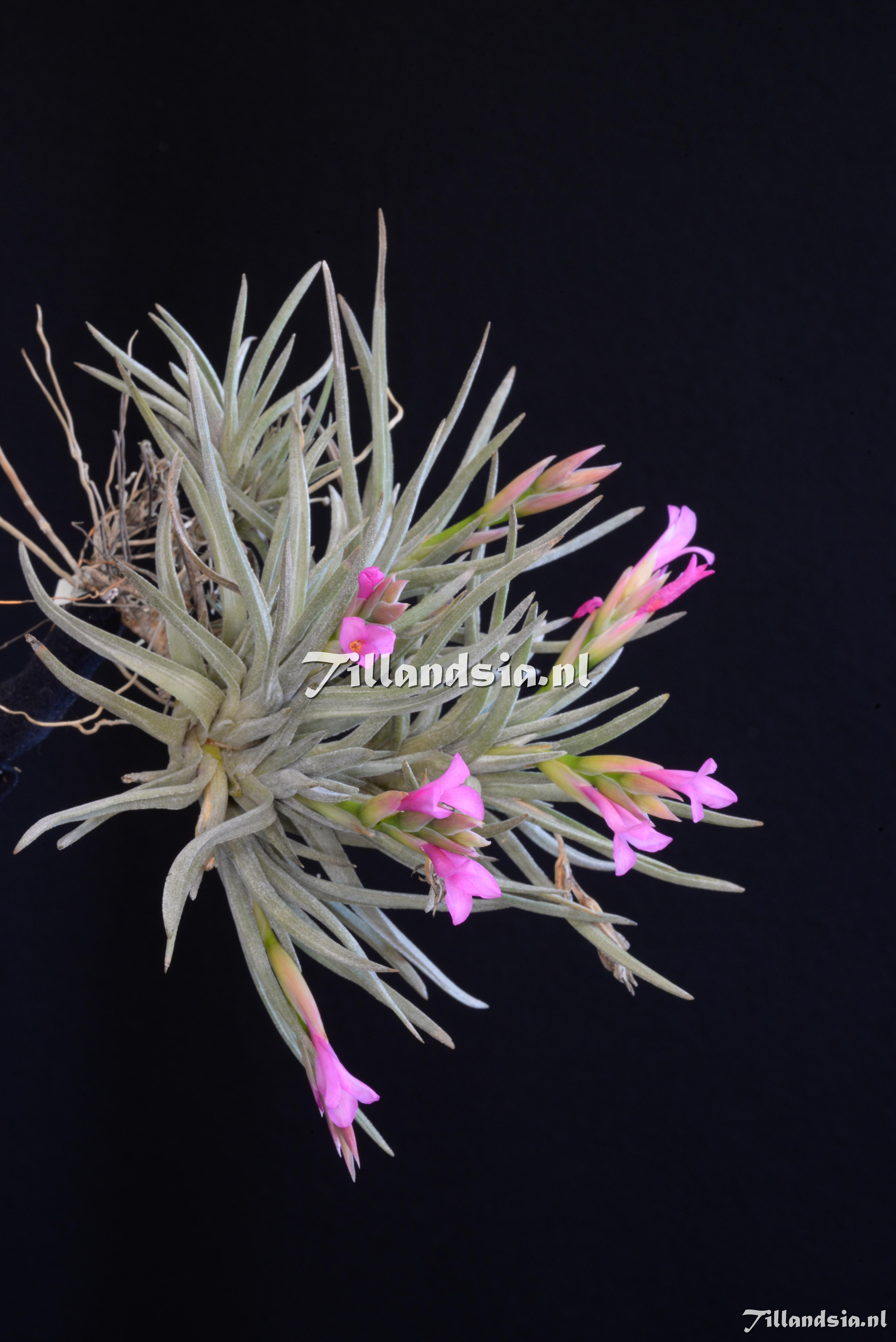 3415 Tillandsia argentina