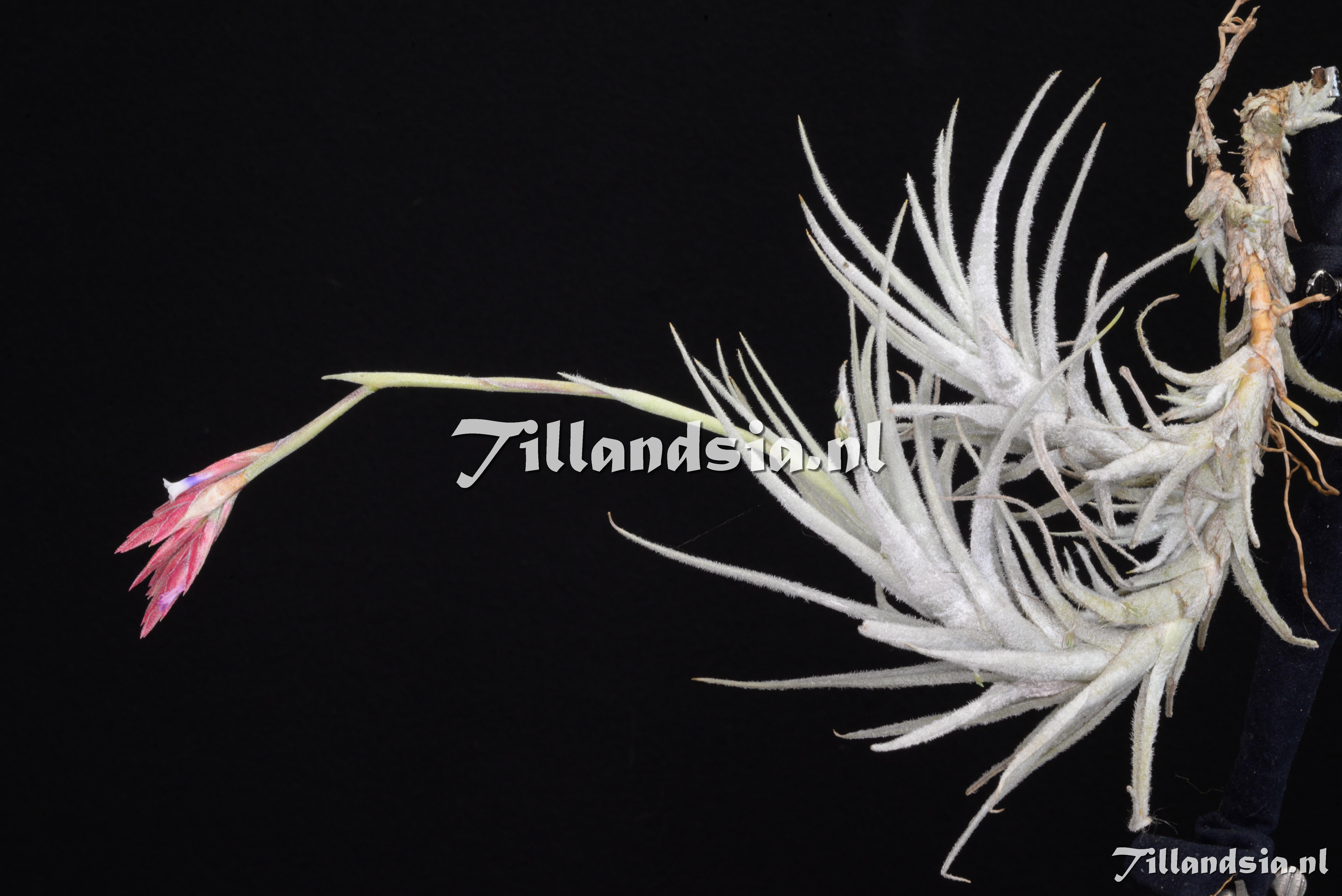 3430 Tillandsia oblivata