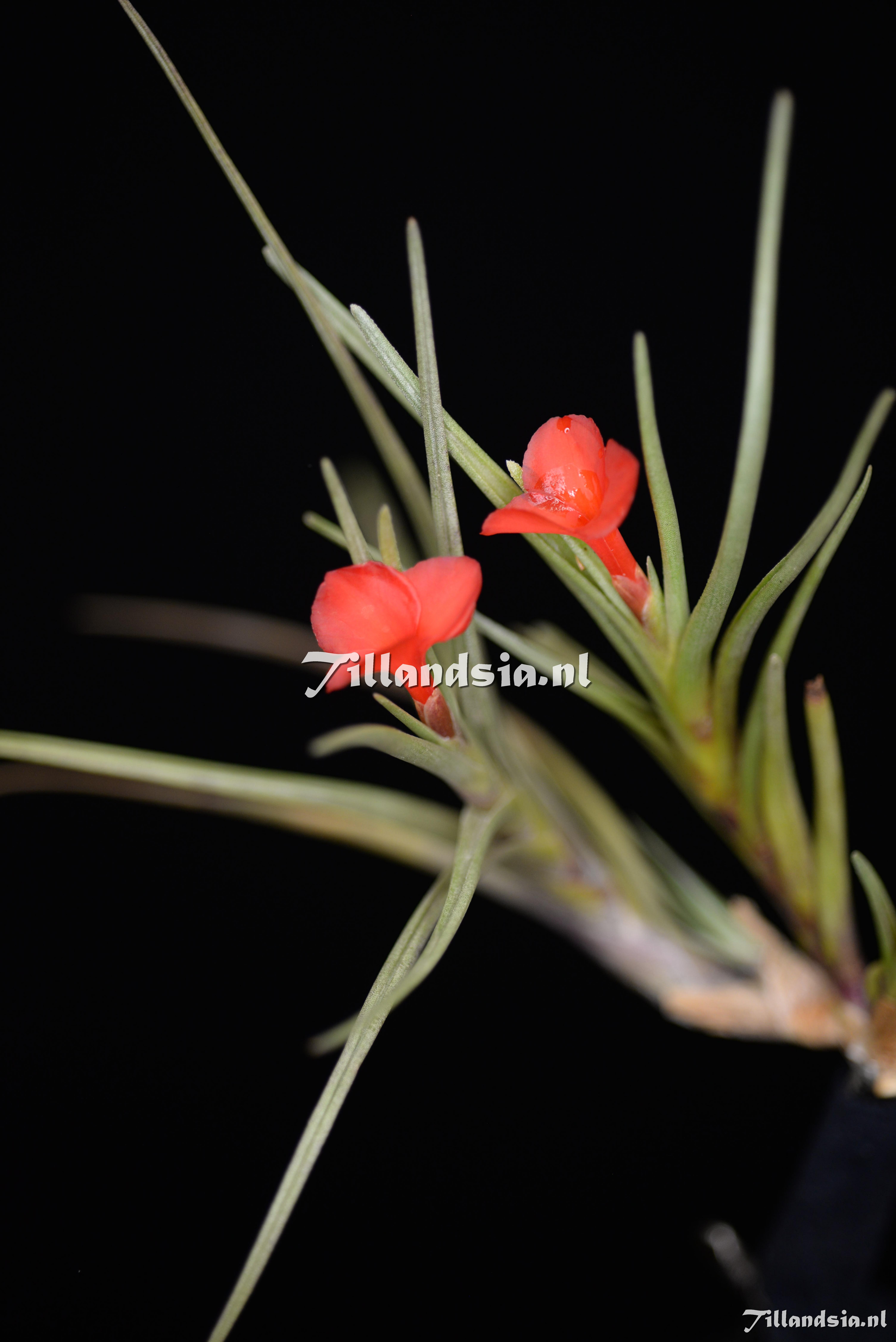 3454 Tillandsia albertiana (giant)