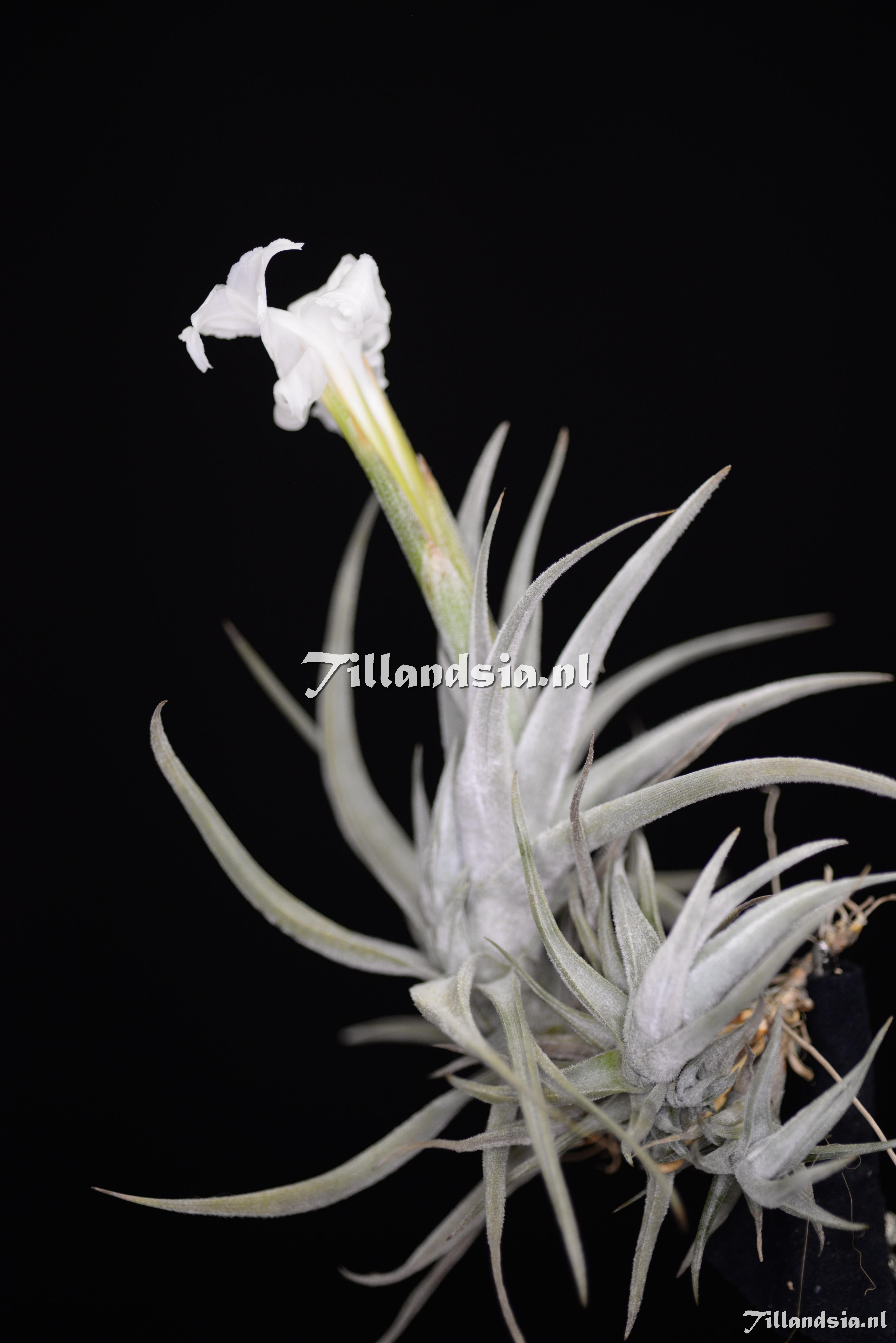 3462 Tillandsia xiphioides