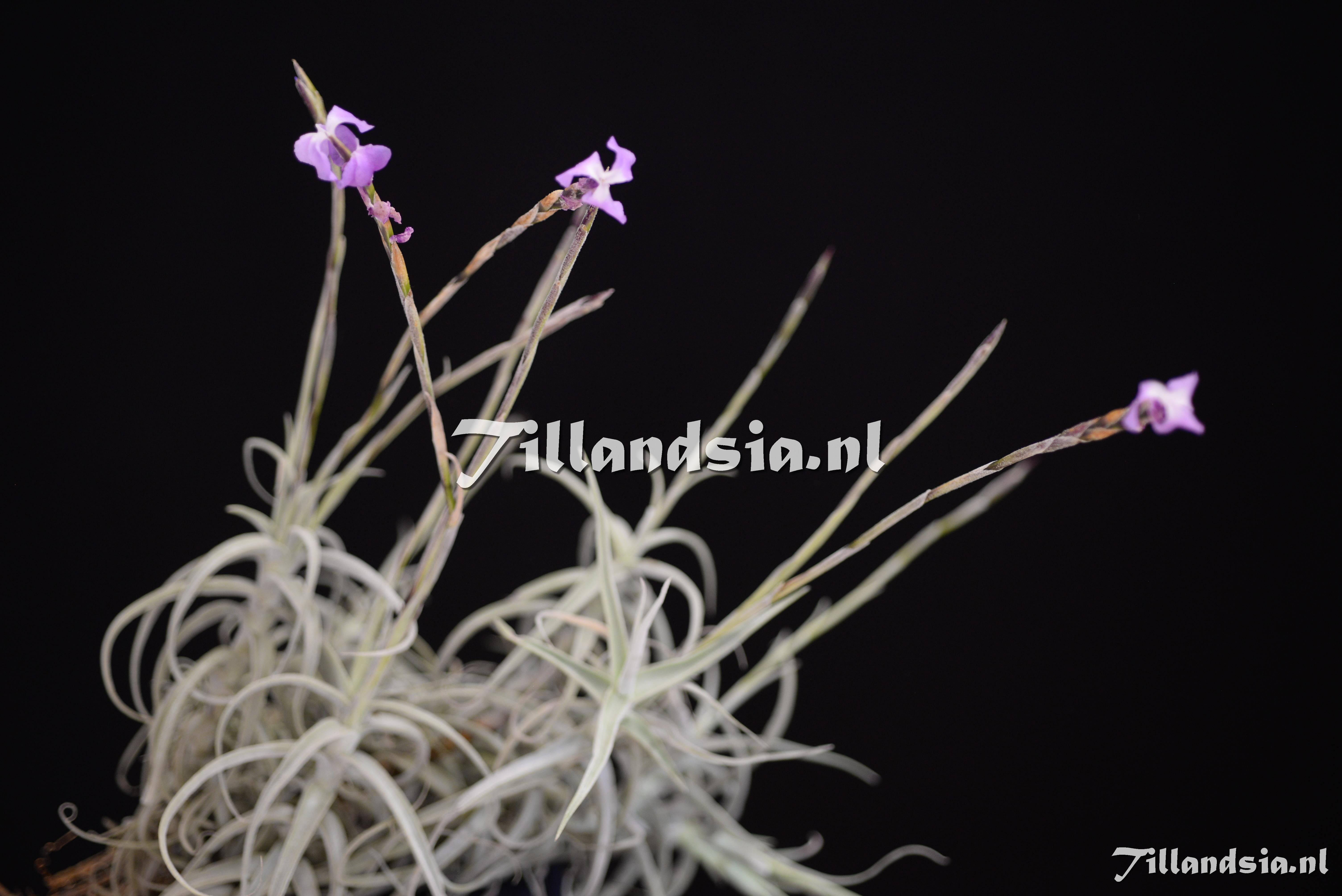 3465 Tillandsia paleacea 