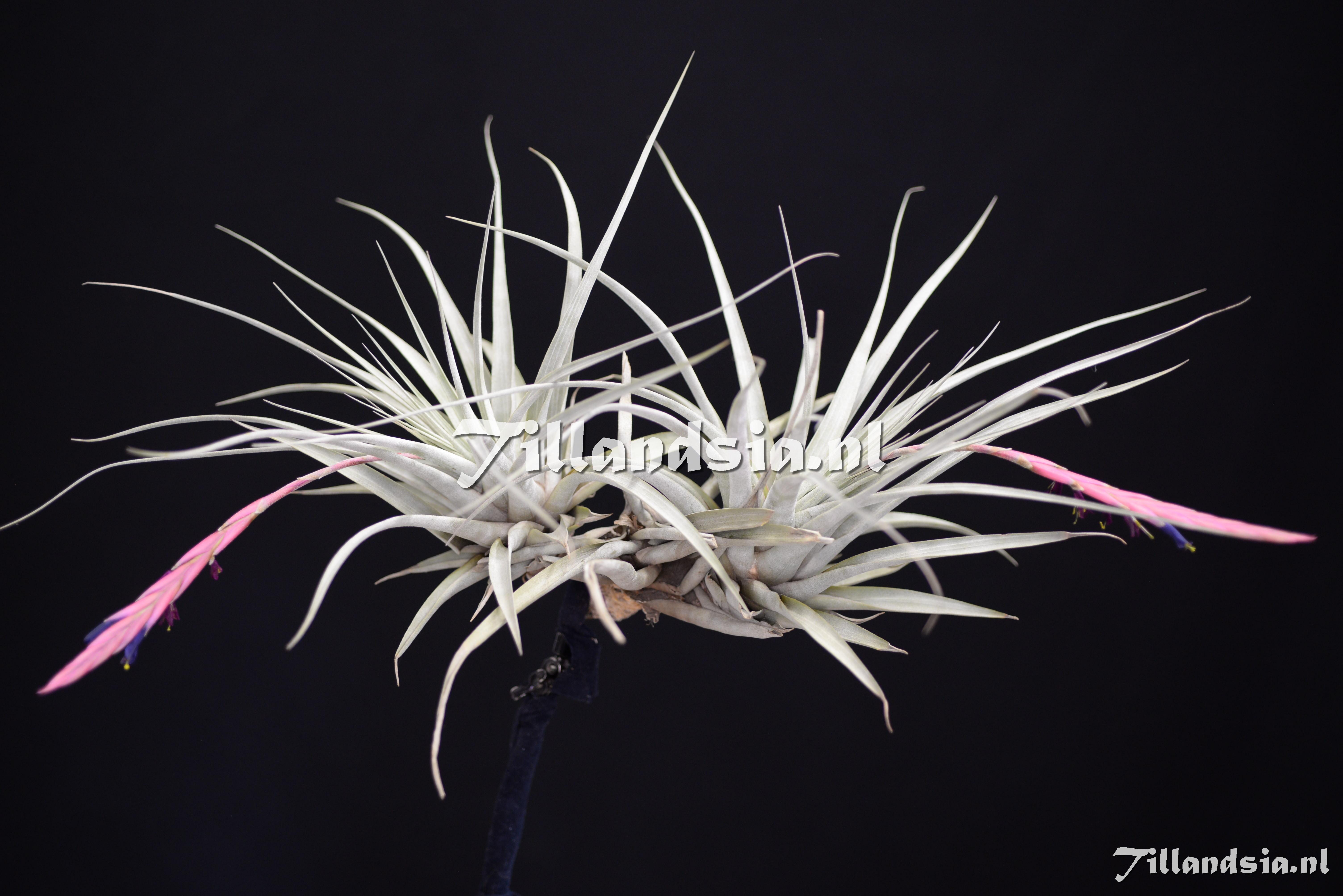 3469 Tillandsia aff. andreetae
