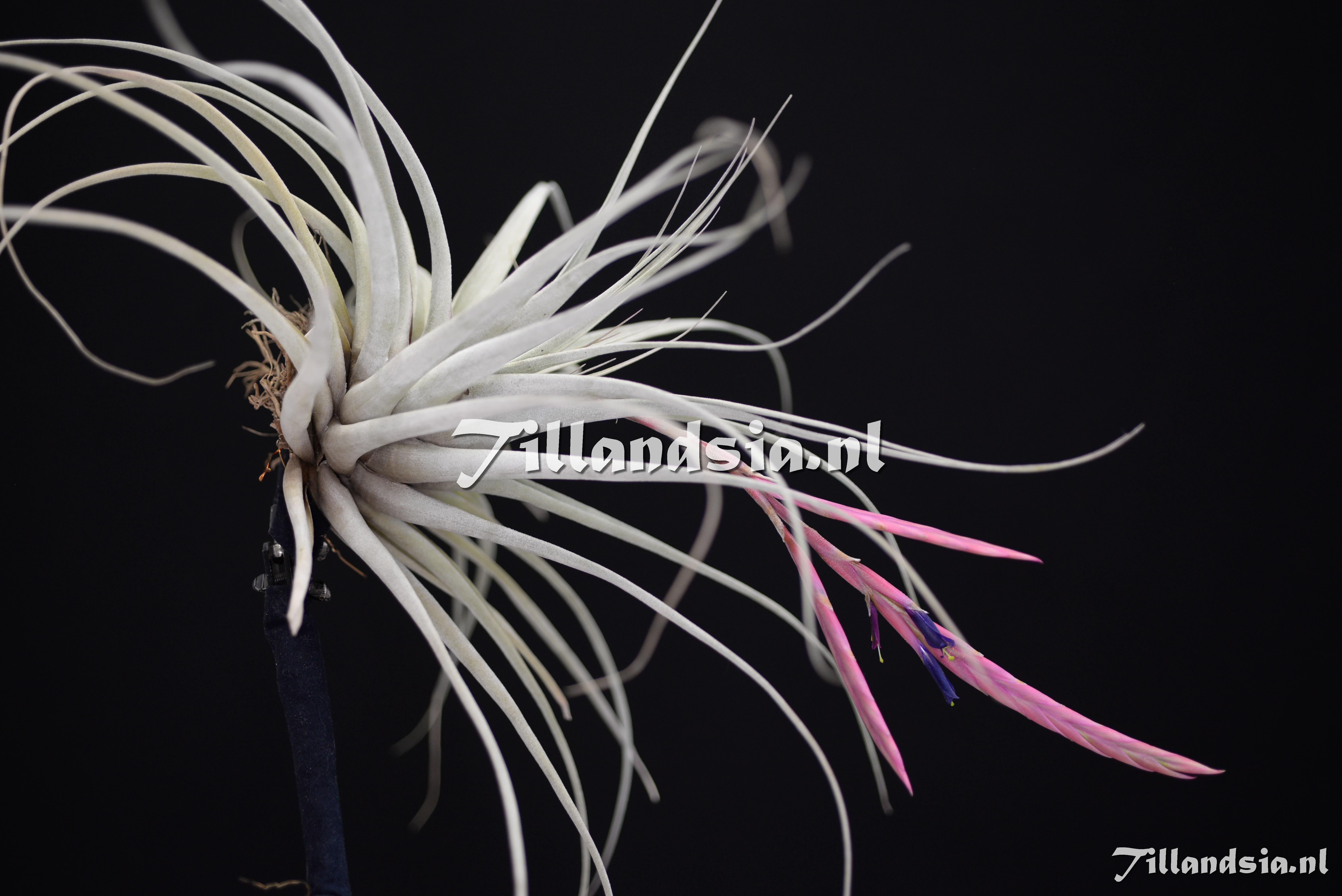3474 Tillandsia aff. andreetae