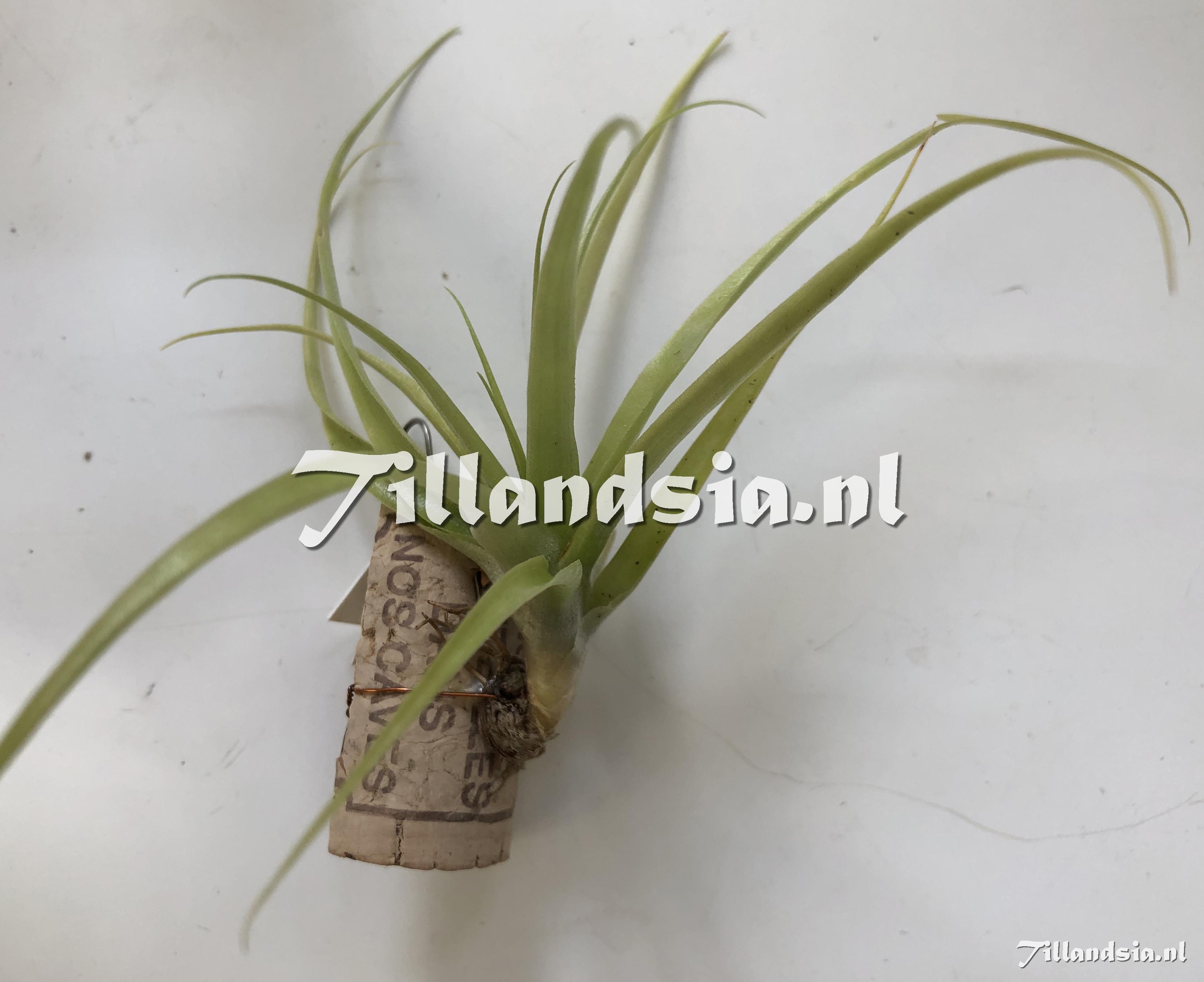 3479 Racinaea decipiens var. tomensis