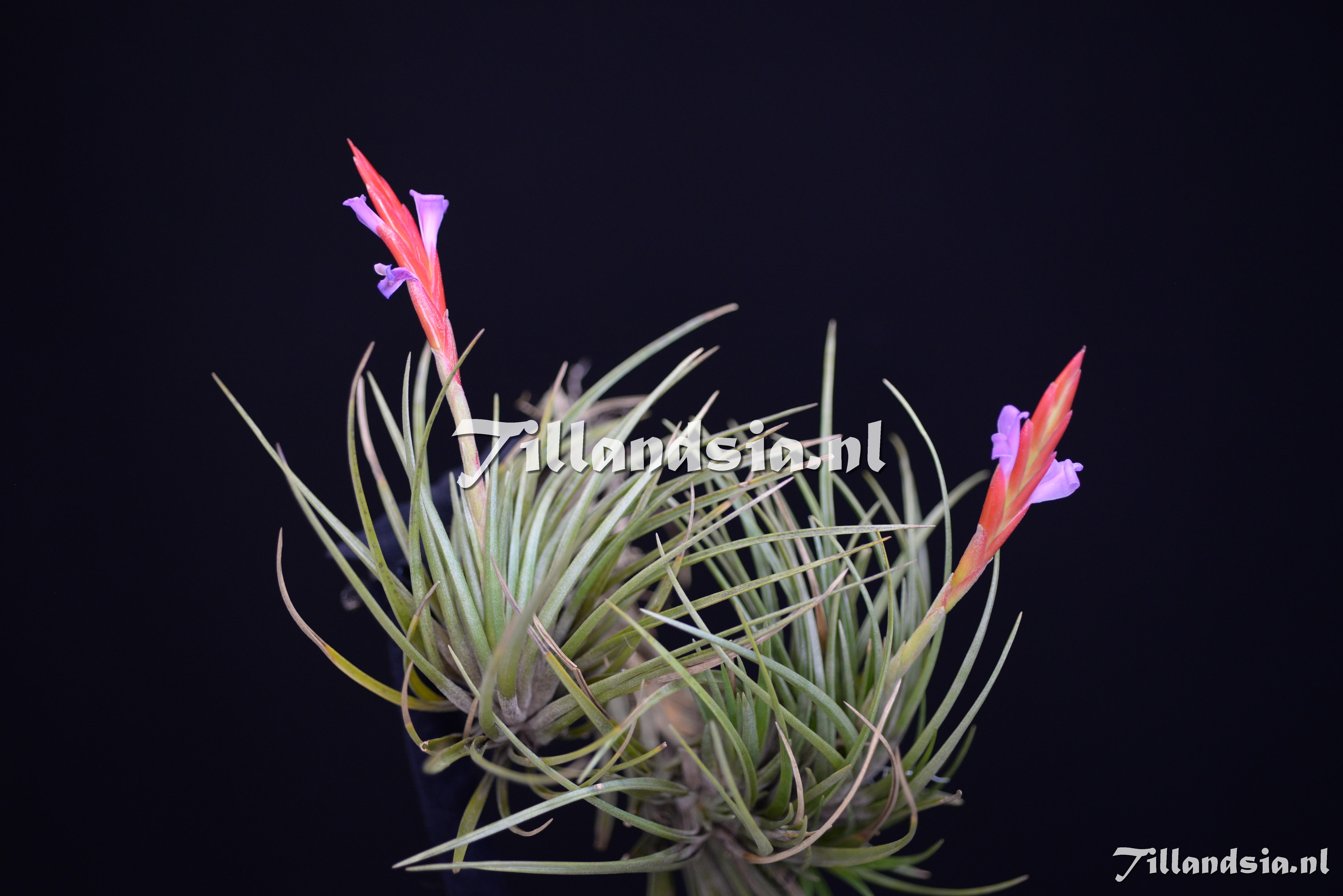 3480 Tillandsia dura
