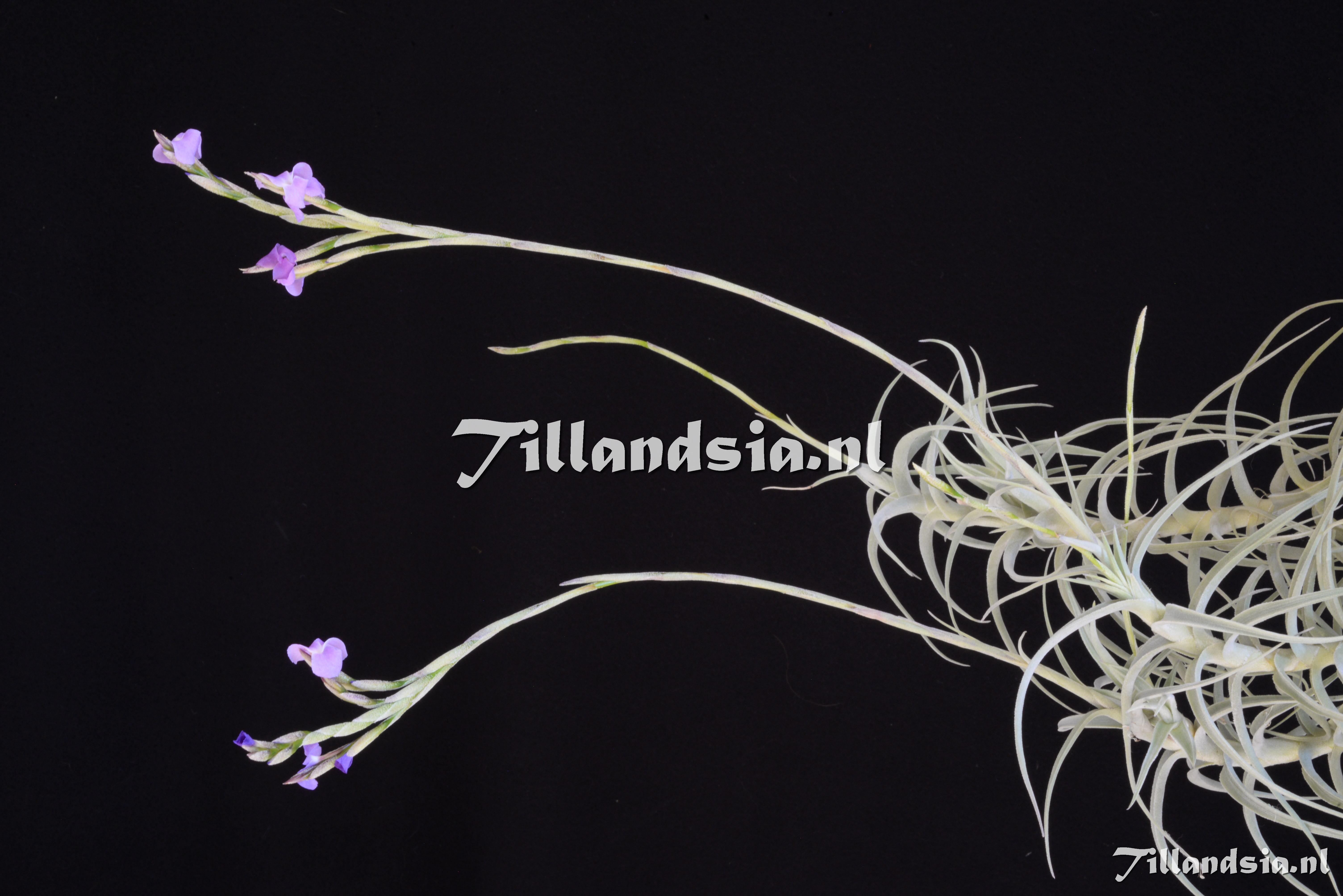 3484 Tillandsia jequiensis