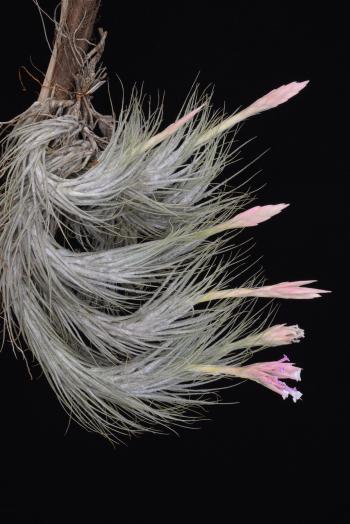 3493. Tillandsia cf. tomekii - Click to see all images 3493 Tillandsia cf. tomekii