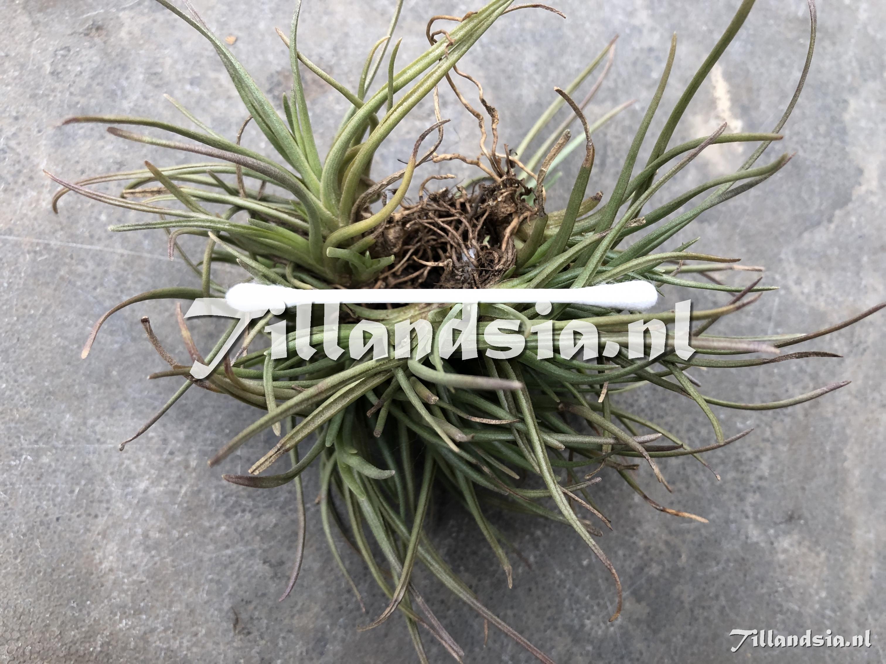 3498 Tillandsia albertiana (mini compact)
