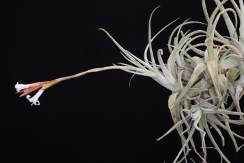 3508. Tillandsia lorentziana - Click to see all images 3508 Tillandsia lorentziana